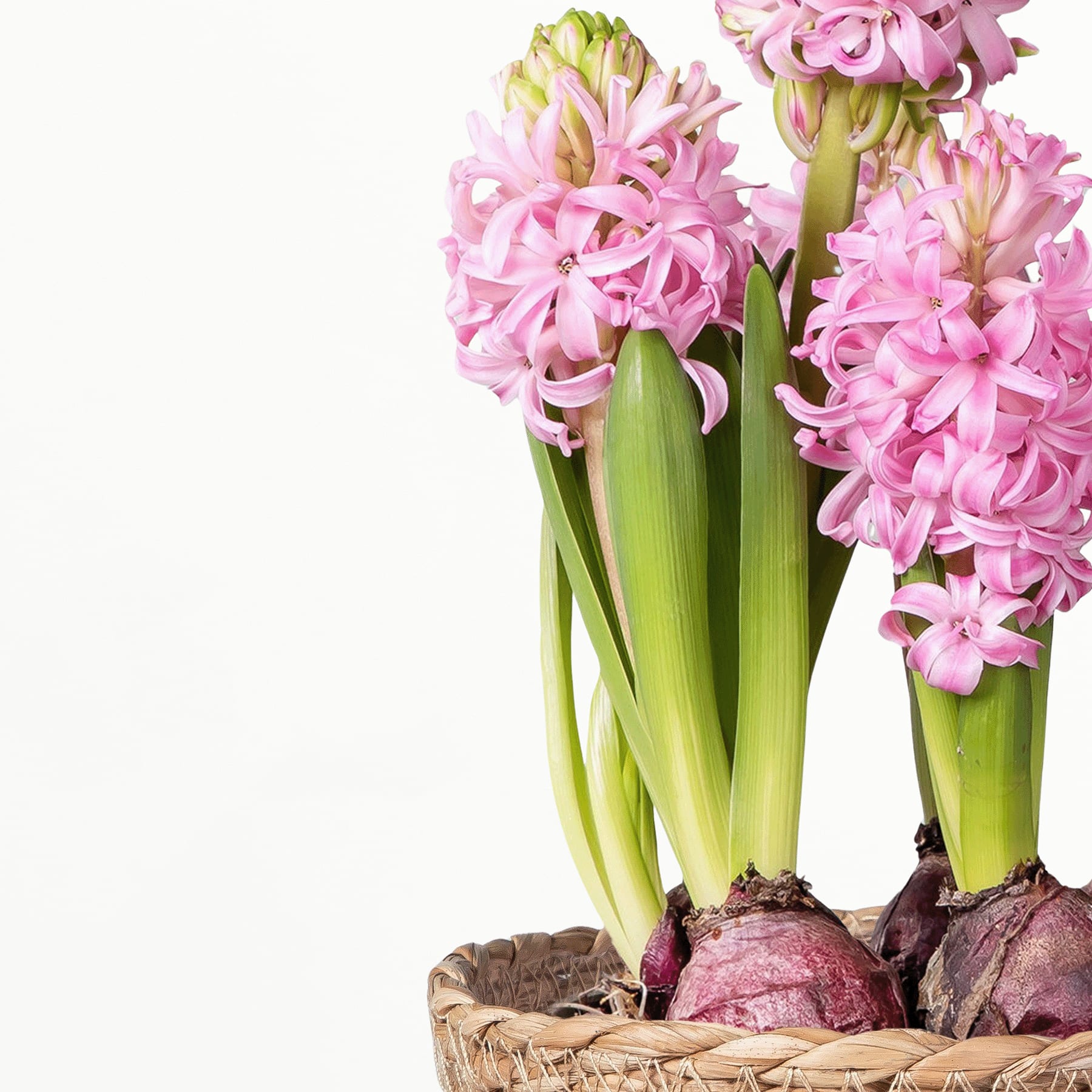 Ein lebendiger Strauß rosa Hyazinthenblüten mit grünen Stielen und Blättern vor einem schlichten weißen Hintergrund.