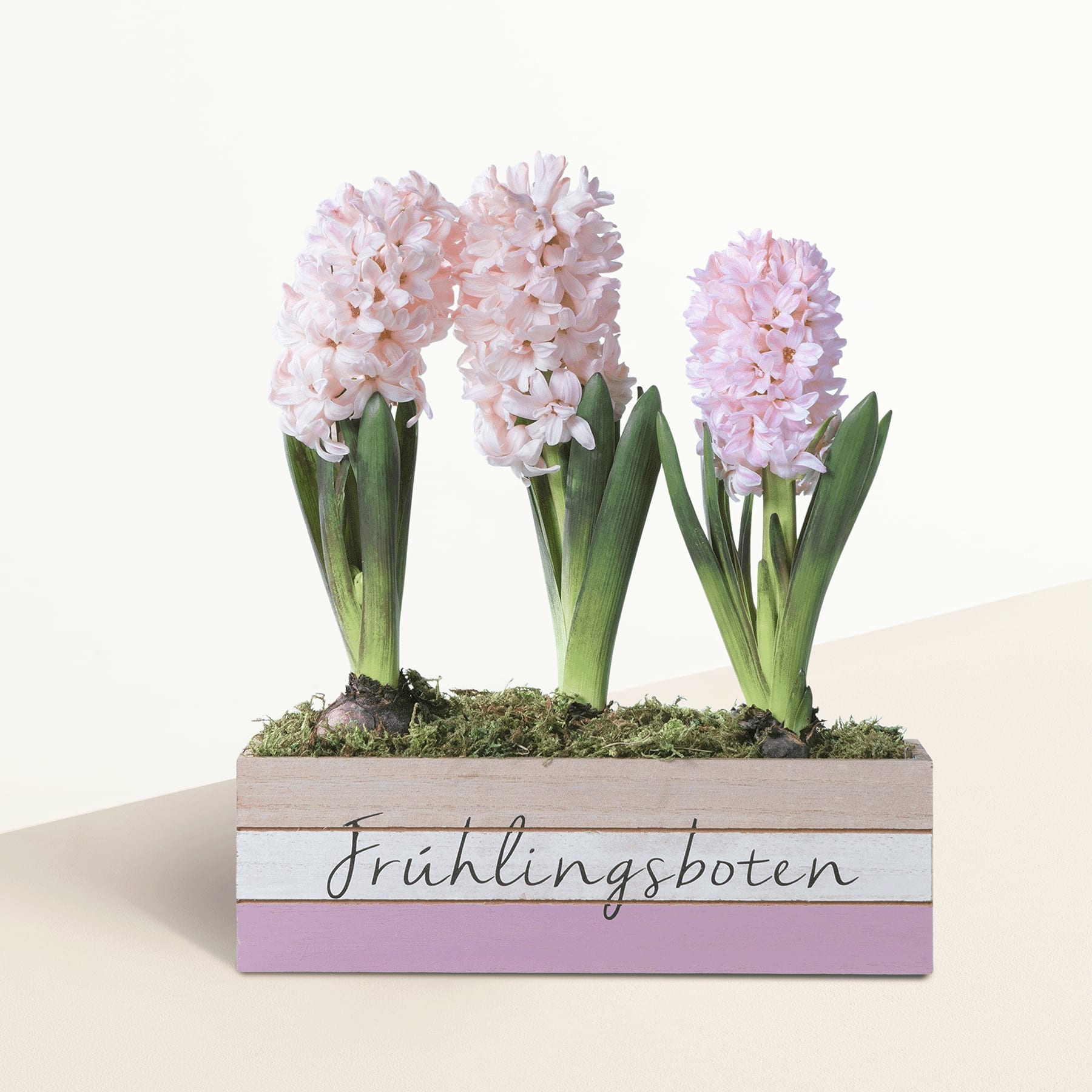 Ein hölzerner Pflanzkasten mit drei rosa Hyazinthenblüten, umgeben von Moos, steht auf einer hellen Oberfläche vor einem schlichten weißen Hintergrund.