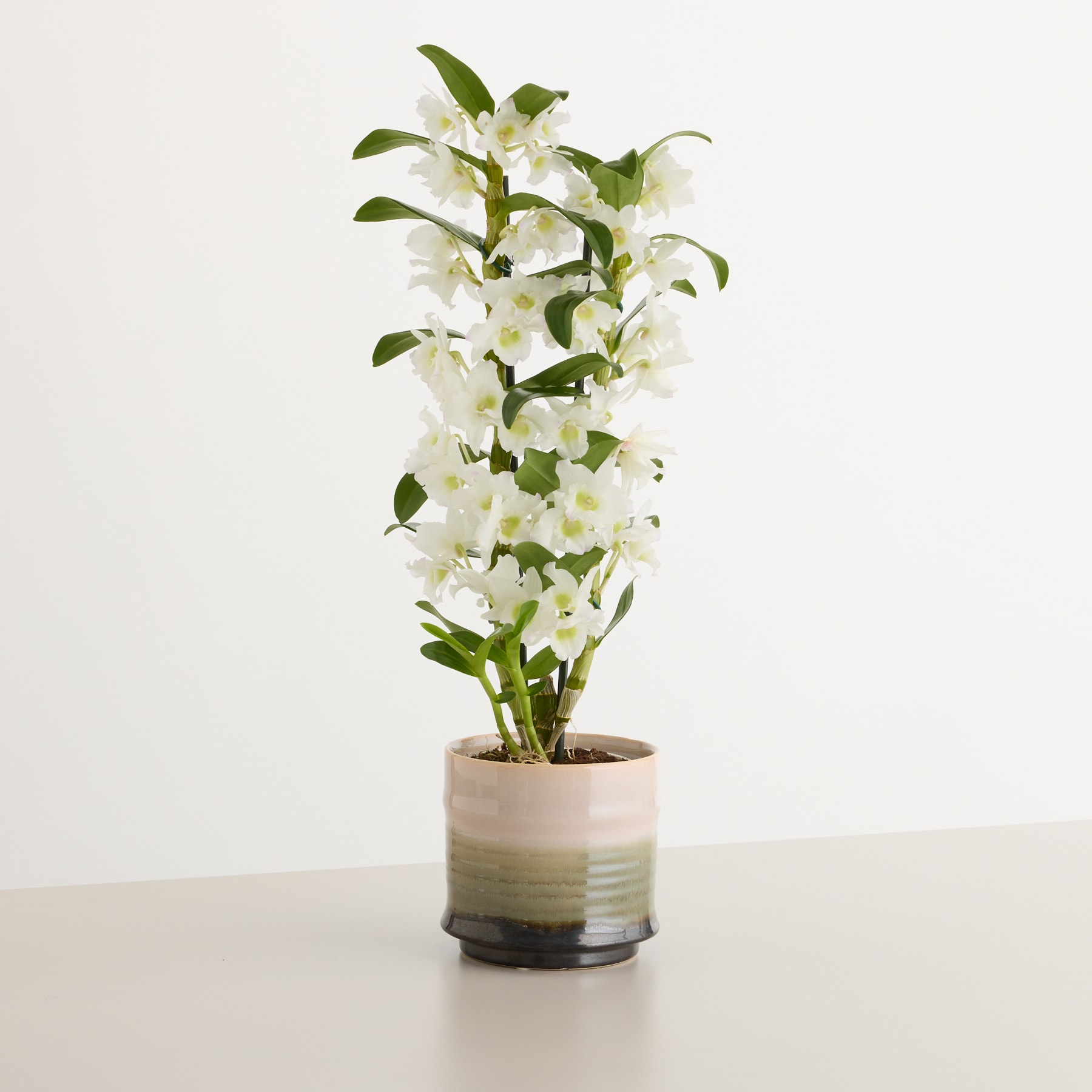 Eine Topfpflanze mit zarten weißen Blüten und grünen Blättern steht auf einer Holzoberfläche vor einem schlichten weißen Hintergrund.