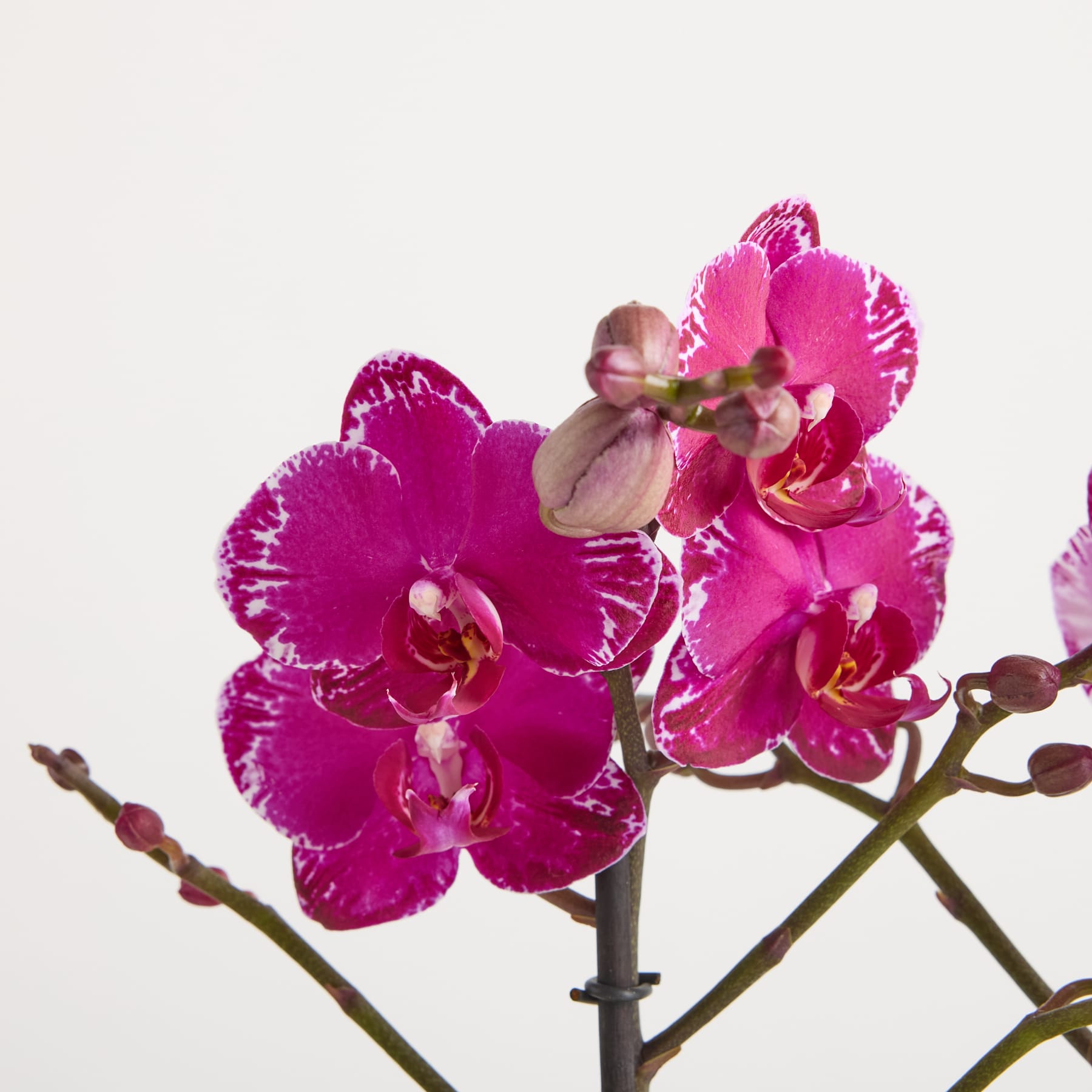Leuchtend rosa Orchideenblüten mit zarten Blütenblättern und Zentren blühen vor einem schlichten weißen Hintergrund.