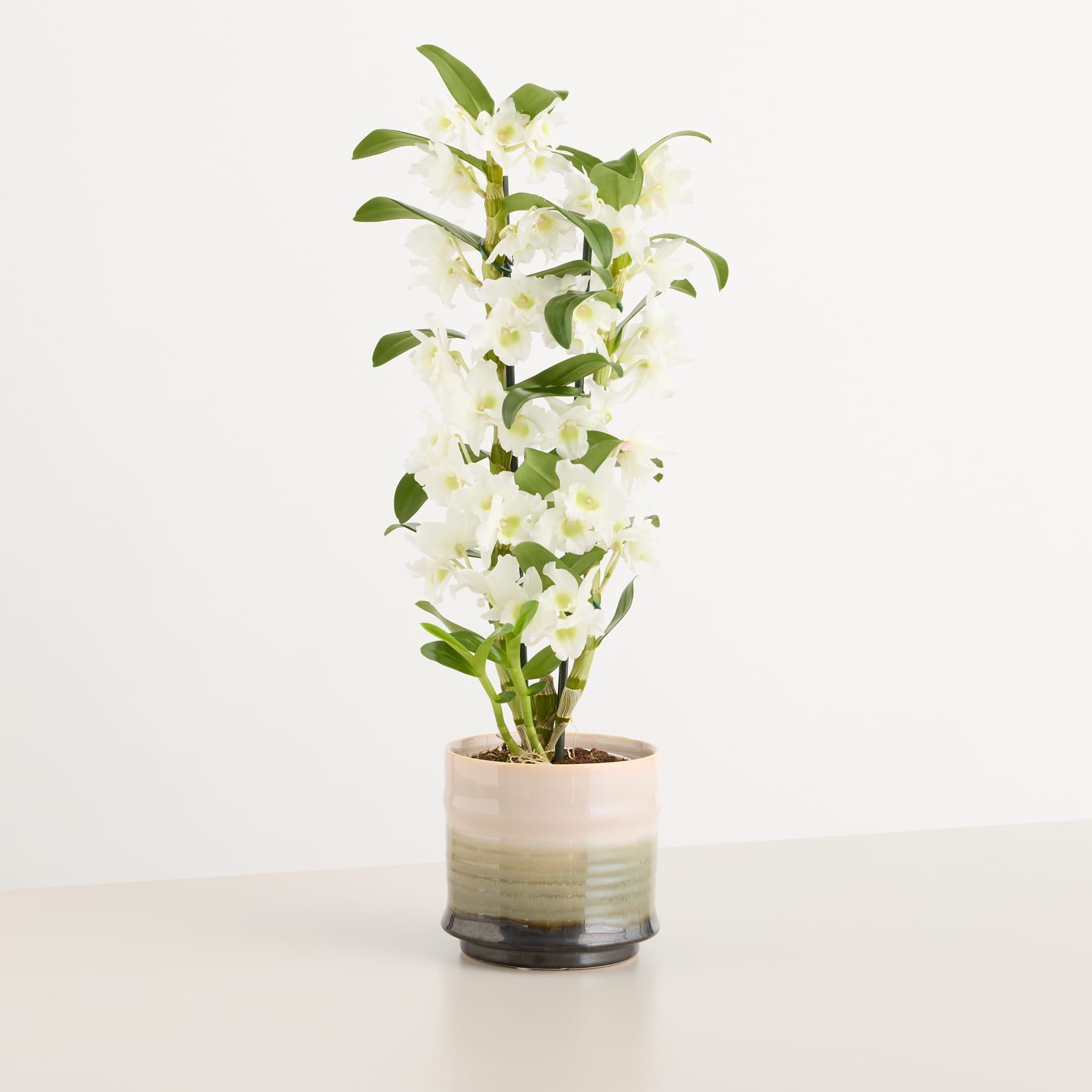 Eine Topfpflanze mit zarten weißen Blüten und grünen Blättern steht auf einer Holzoberfläche vor einem schlichten weißen Hintergrund.