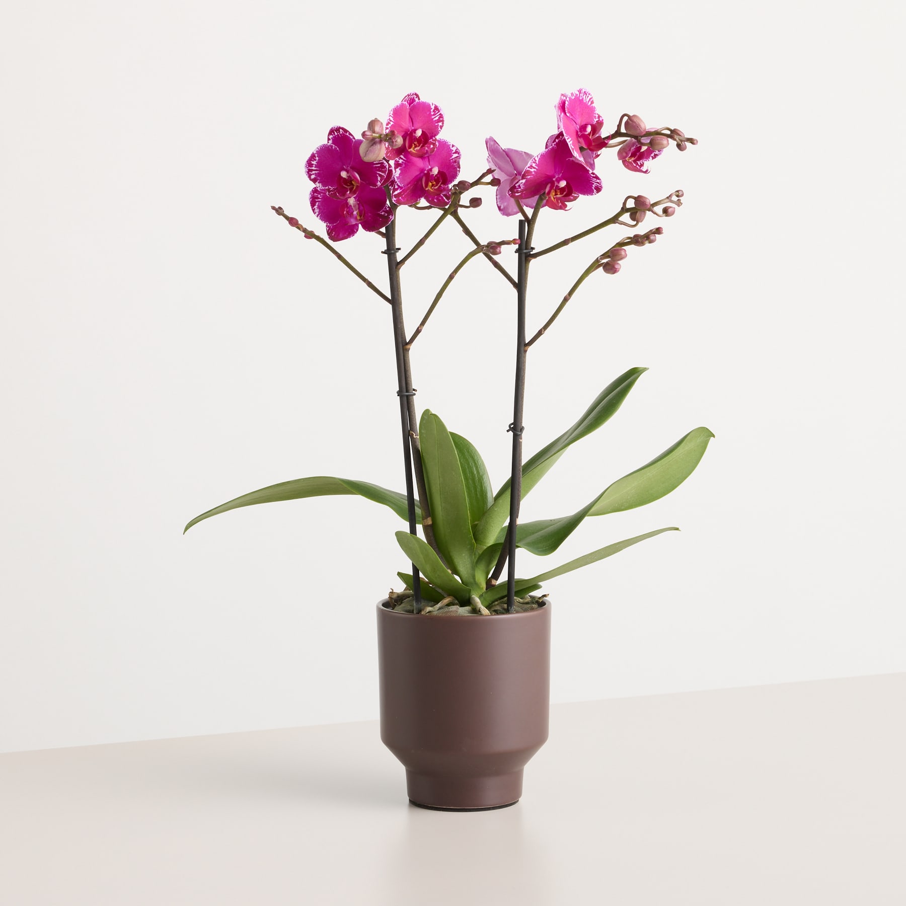 Eine Orchideenpflanze im Topf mit leuchtend rosa Blüten steht vor einem schlichten weißen Hintergrund.
