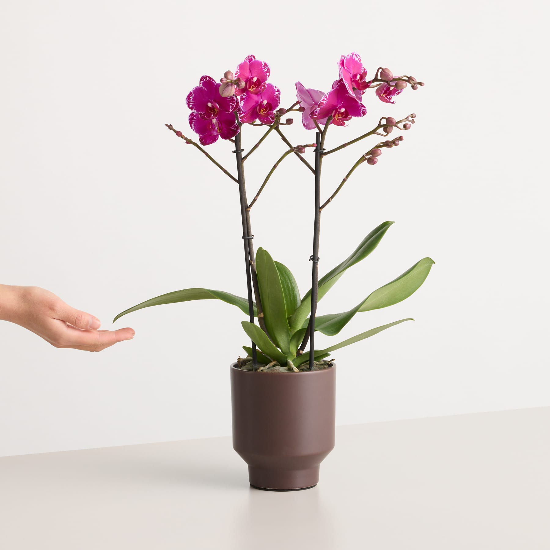 Eine Orchideenpflanze im Topf mit leuchtend rosa Blüten steht auf einer weißen Oberfläche, eine Hand streckt sich nach der Pflanze aus.