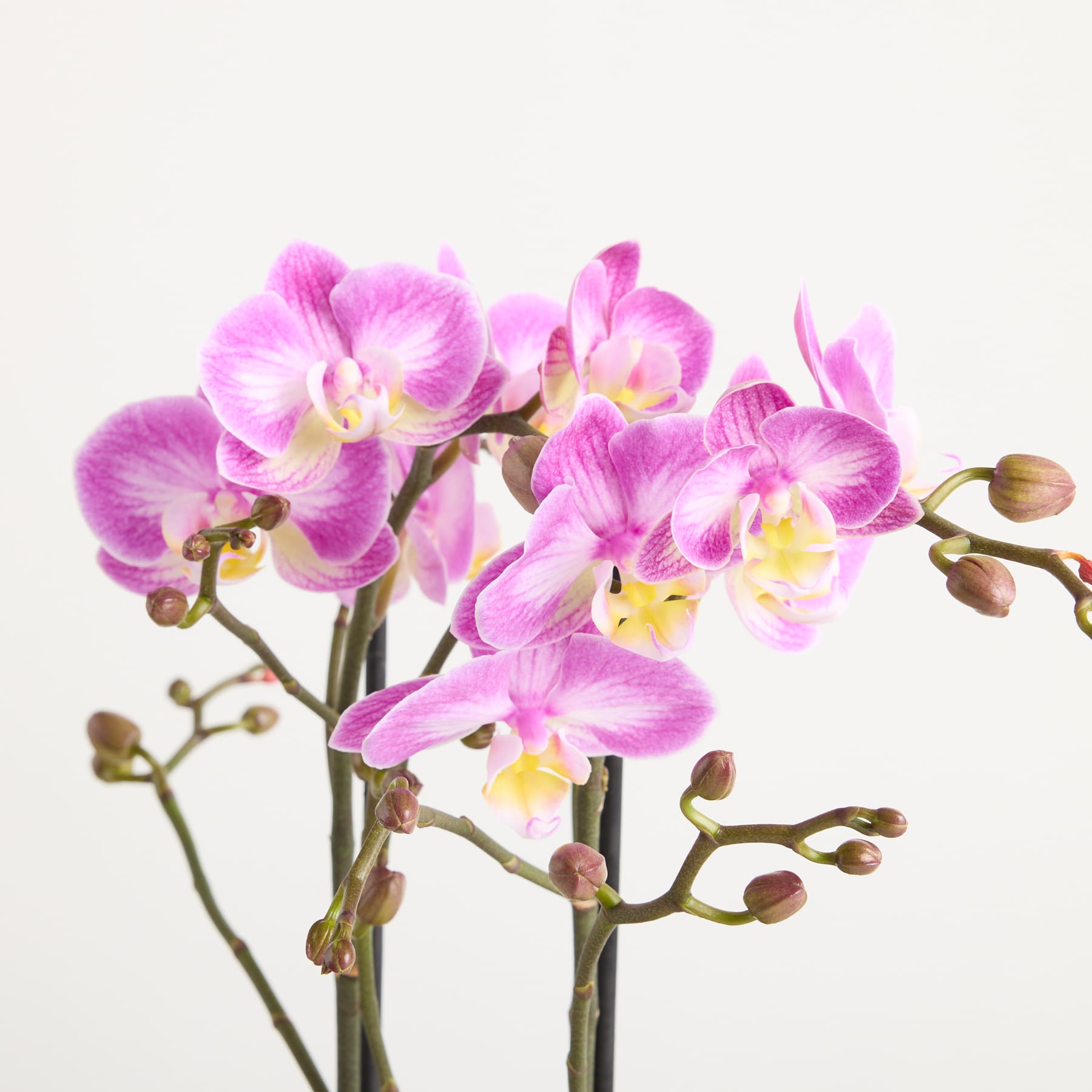 Leuchtend rosa Orchideenblüten blühen auf zarten Stielen vor einem schlichten weißen Hintergrund und schaffen eine auffällige und optisch fesselnde Komposition.