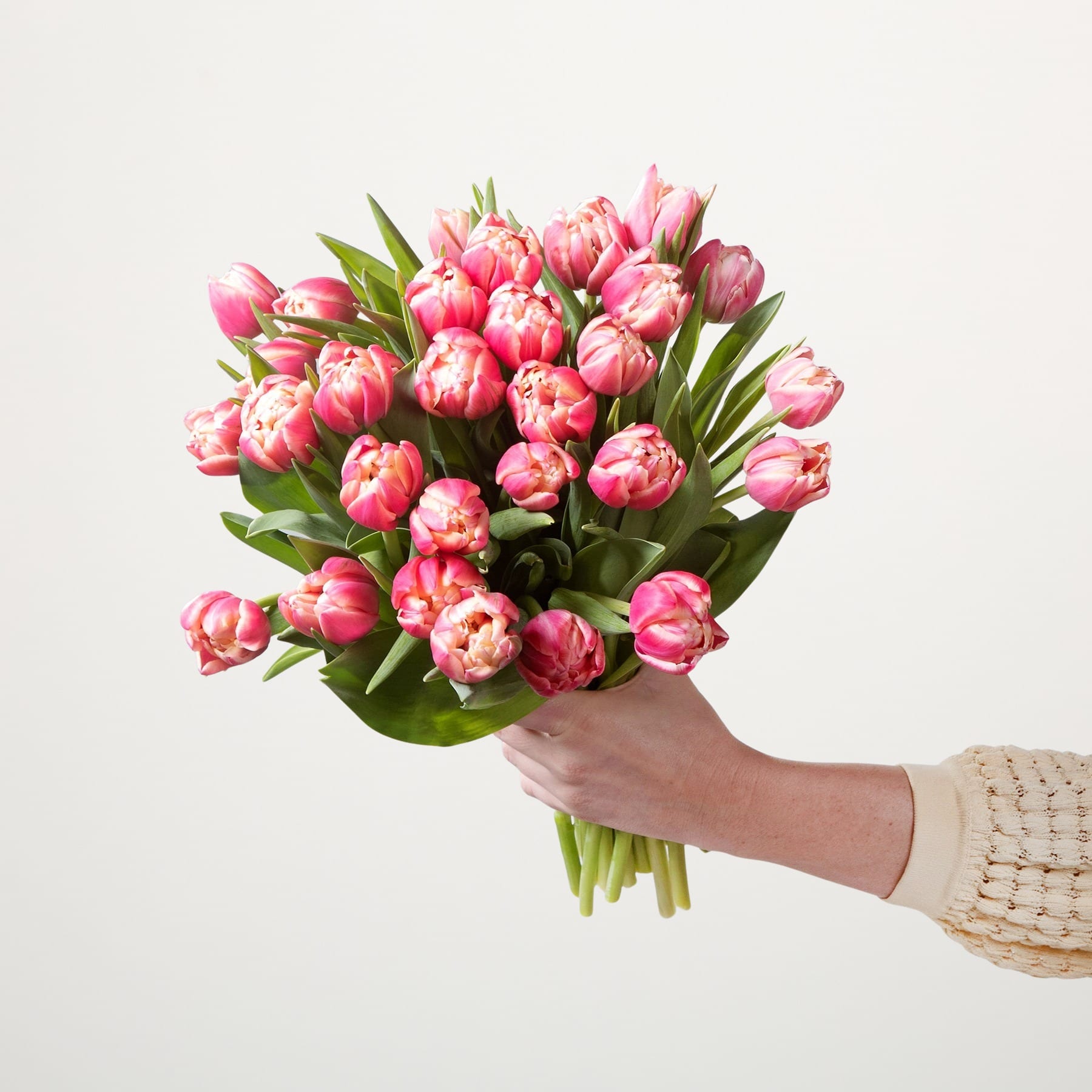 Ein Strauß leuchtend rosa Tulpen, den eine Person vor einem schlichten weißen Hintergrund in den Händen hält.