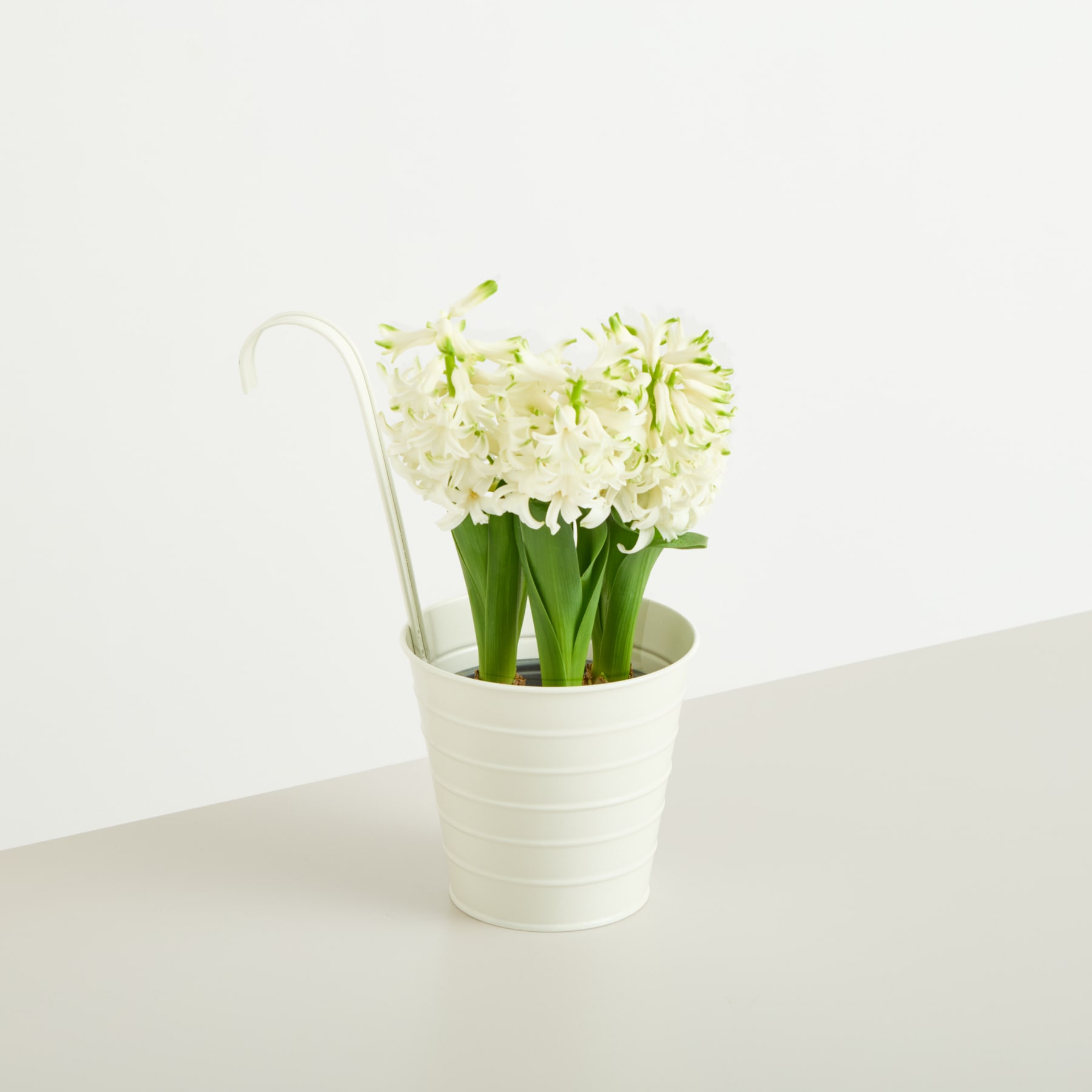 Ein weißer Keramiktopf mit einem Strauß zarter weißer Blumen mit grünen Stielen steht auf einer schlichten weißen Fläche vor einem hellen Hintergrund.
