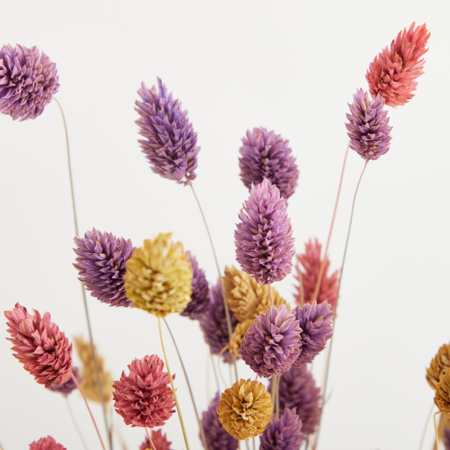 Das Bild zeigt ein lebendiges Arrangement verschiedener bunter Blumen, darunter große violette und rosa Blüten mit komplizierten Blütenblattstrukturen sowie kleinere gelbe und orangefarbene kugelförmige Blüten, alle vor einem schlichten weißen Hintergrund.