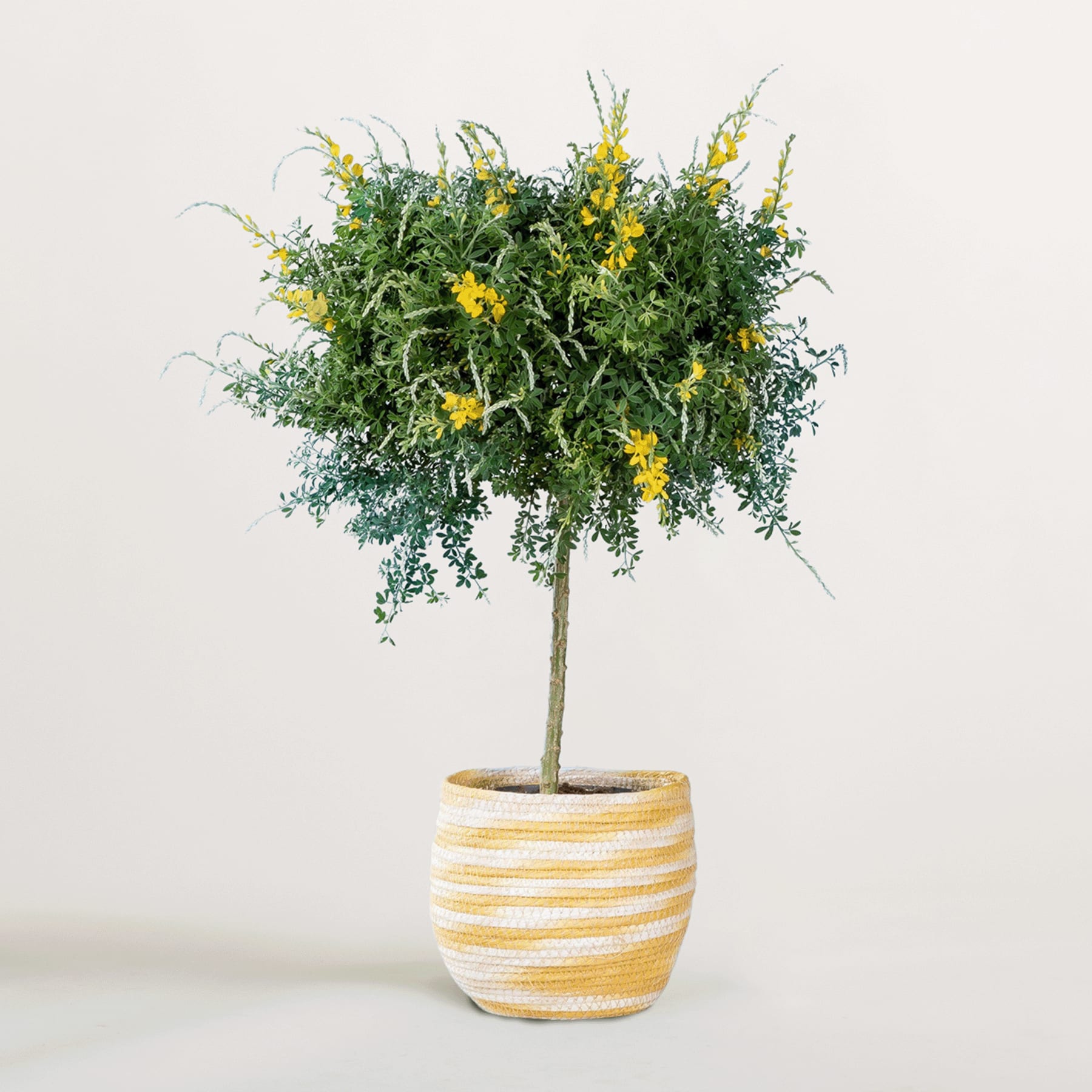 Ein kleiner Baum mit üppigem grünem Laub und gelben Blüten steht in einem gestreiften Keramikbehälter vor einem schlichten weißen Hintergrund.