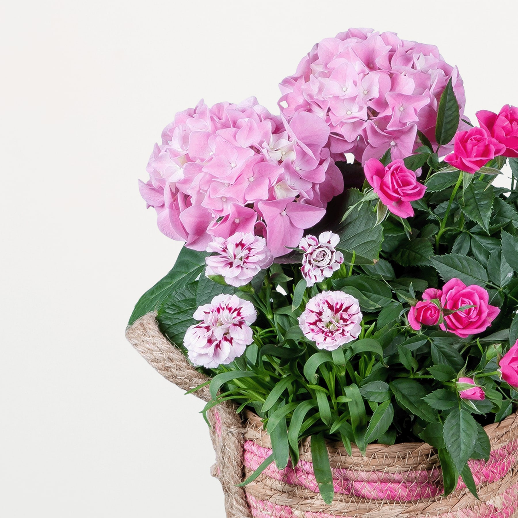 Ein leuchtender Strauß aus rosa Hortensien, Rosen und Nelken, arrangiert in einem geflochtenen Korb vor einem schlichten Hintergrund.