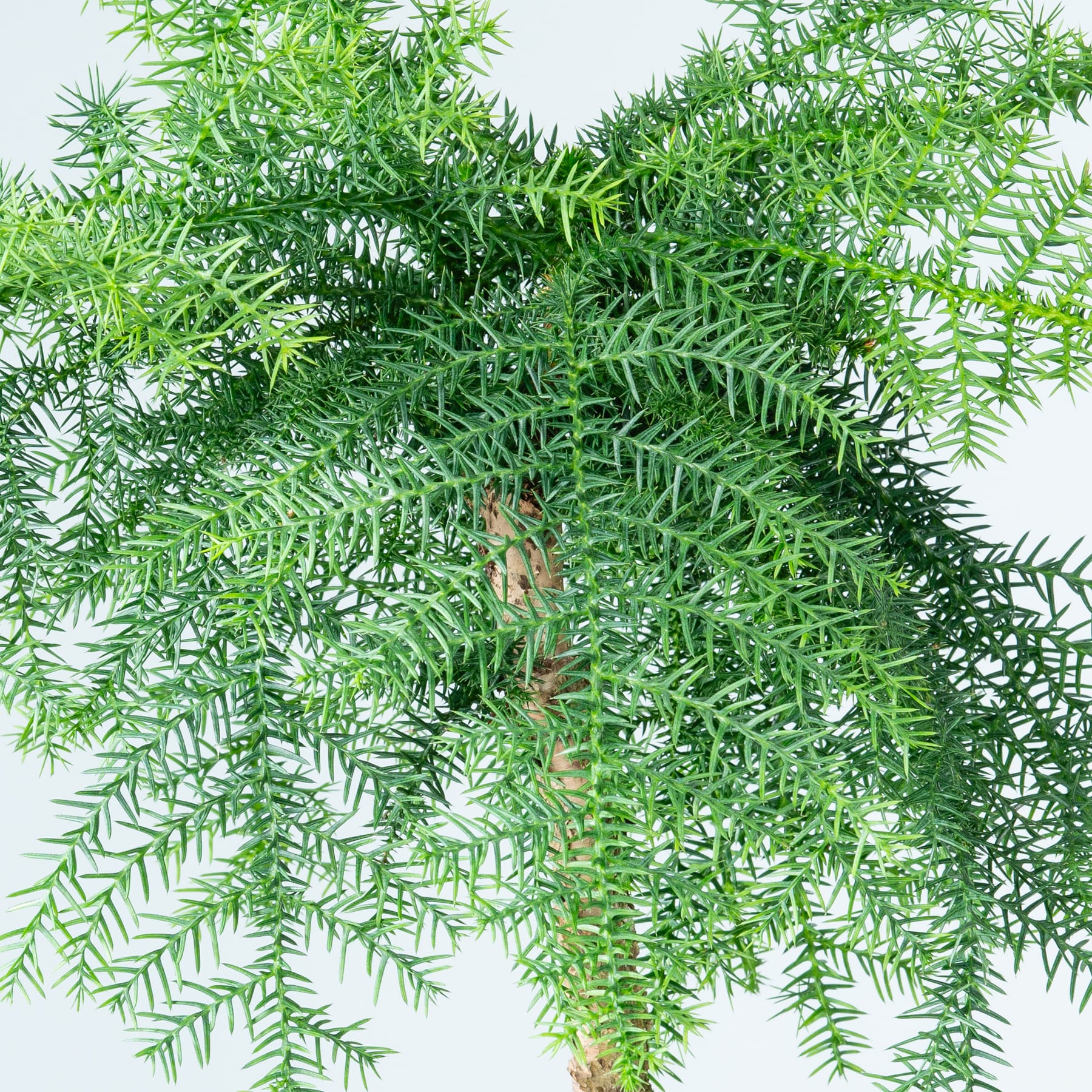 Üppiges, grünes Laub mit komplizierten, überlappenden Zweigen und Blättern füllt den Rahmen und schafft eine dichte, natürliche Komposition.