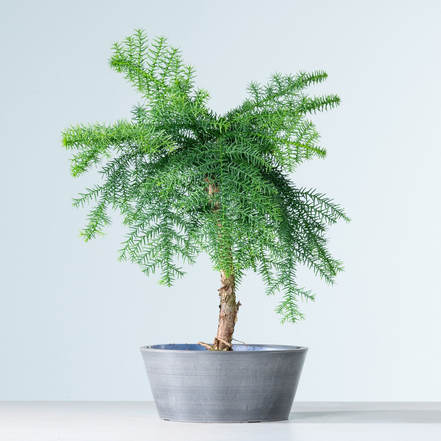 Eine kleine Topfpflanze mit üppigem, grünem, federartigem Laub steht vor einem schlichten, hellen Hintergrund.