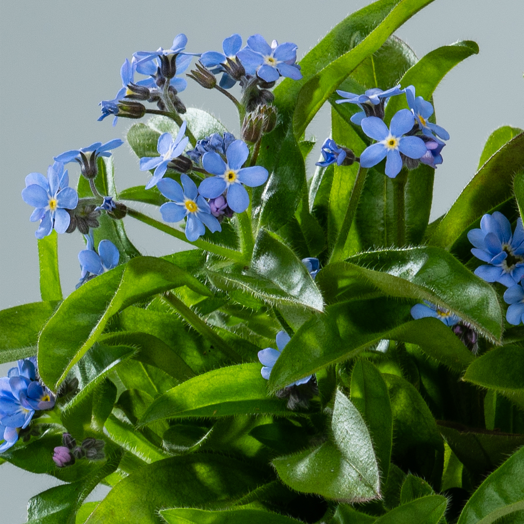 Eine Gruppe zarter blauer Vergissmeinnicht-Blüten, umgeben von üppigem grünem Laub vor einem neutralen Hintergrund.