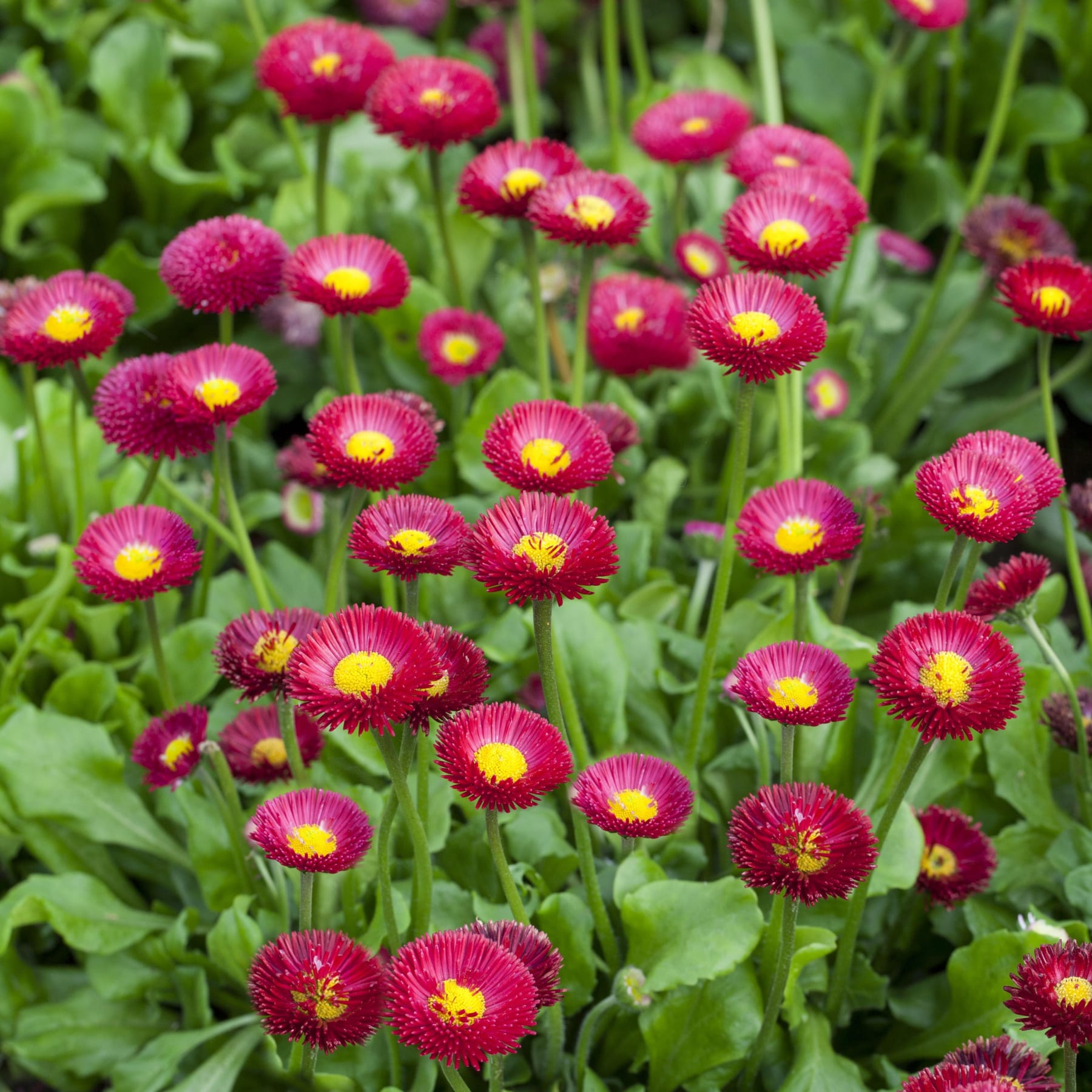 Ein leuchtendes Feld aus roten und gelben, gänseblümchenartigen Blumen mit grünem Laub im Hintergrund.