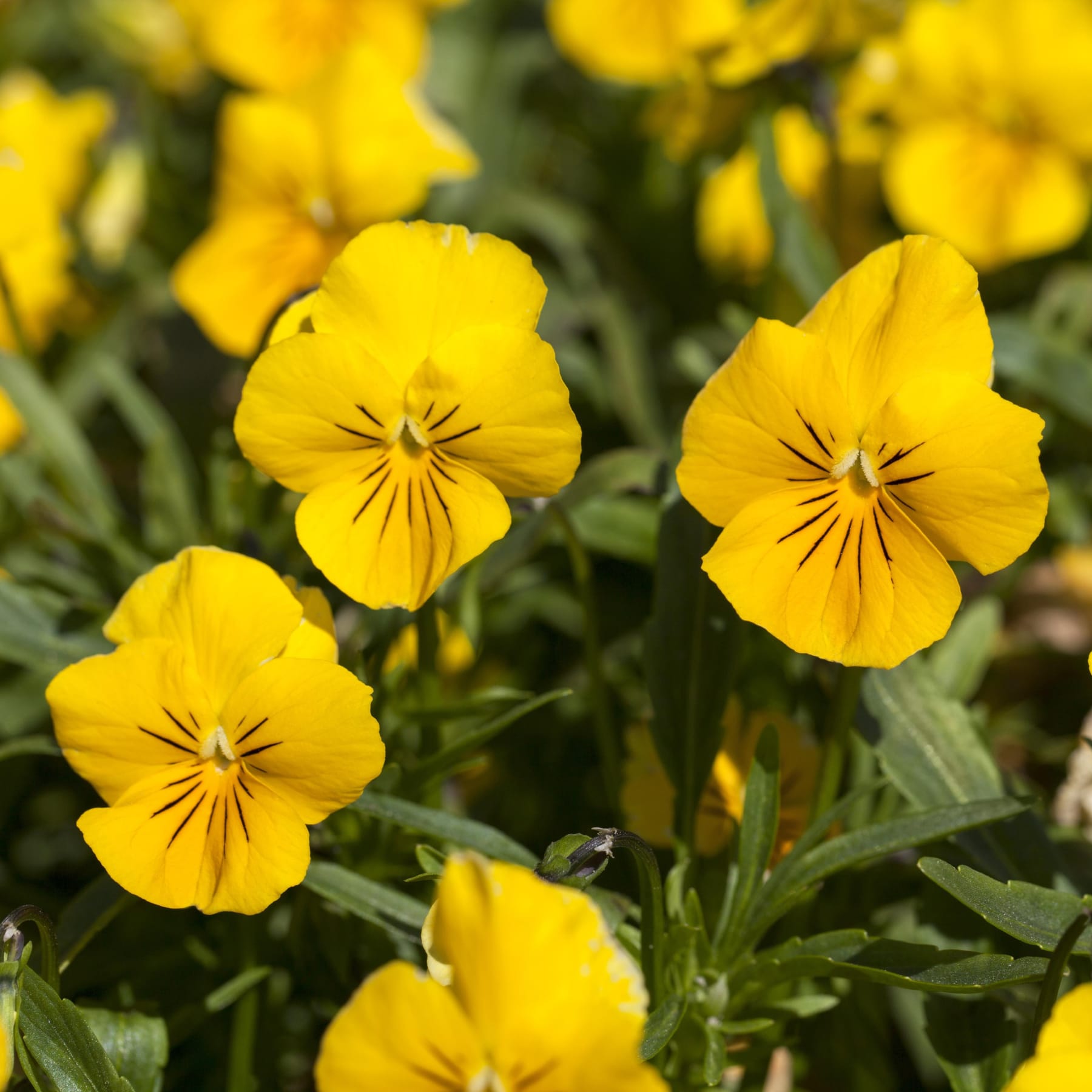 Leuchtend gelbe Stiefmütterchenblüten mit deutlich erkennbarer Mitte blühen inmitten üppiger grüner Blätter im Vordergrund, vor einem unscharfen natürlichen Hintergrund.