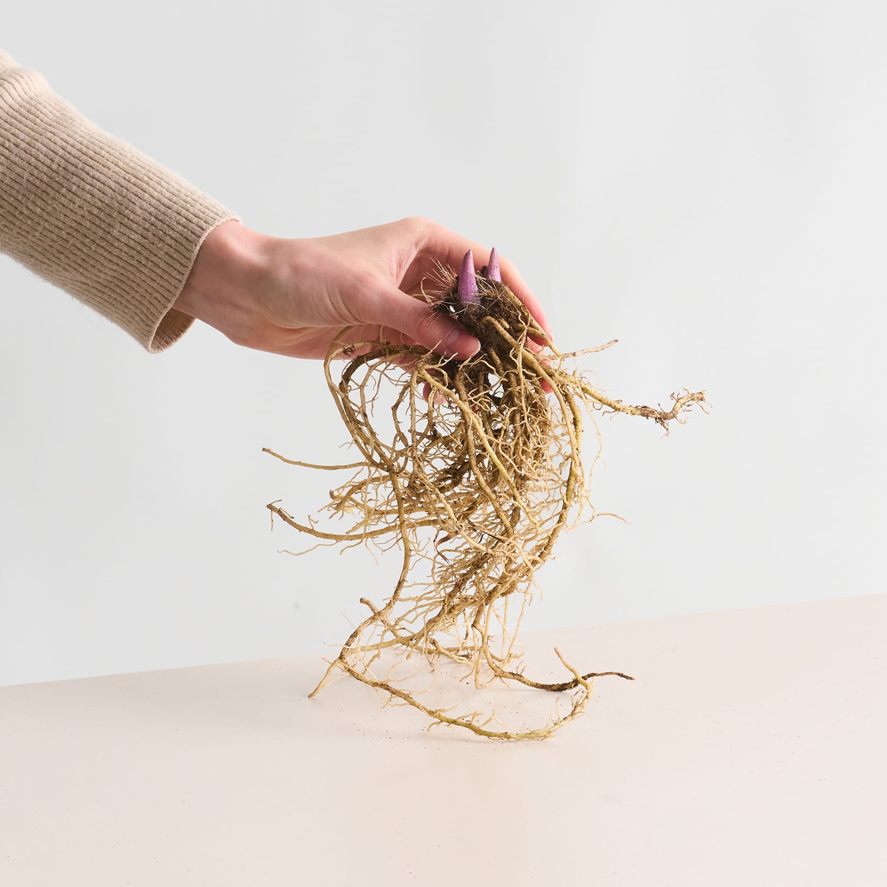 Eine Hand hält ein Bündel verworrener, getrockneter Wurzeln, aus denen violette Blüten hervorwachsen.
