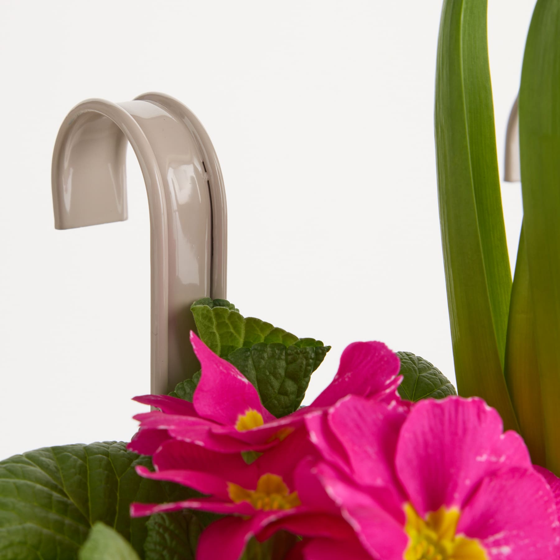 Im Vordergrund steht eine leuchtend rosa Primelblüte mit grünen Blättern, die im Kontrast zu einem modernen, minimalistischen Wasserhahn im Hintergrund steht.