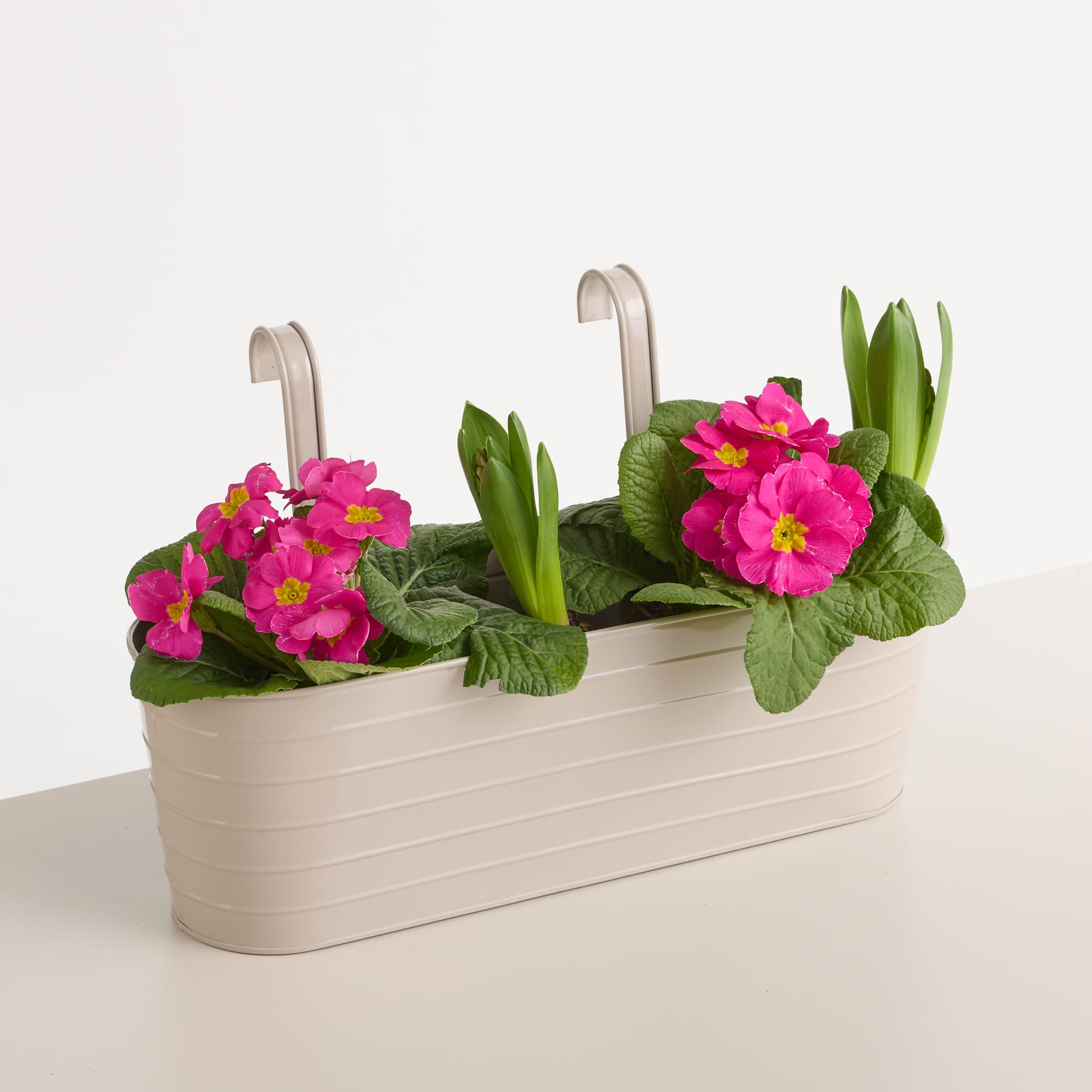 Ein weißer, rechteckiger Blumentopf hält zwei leuchtend rosafarbene Primelblüten, umgeben von grünen Blättern, vor einem schlichten weißen Hintergrund.