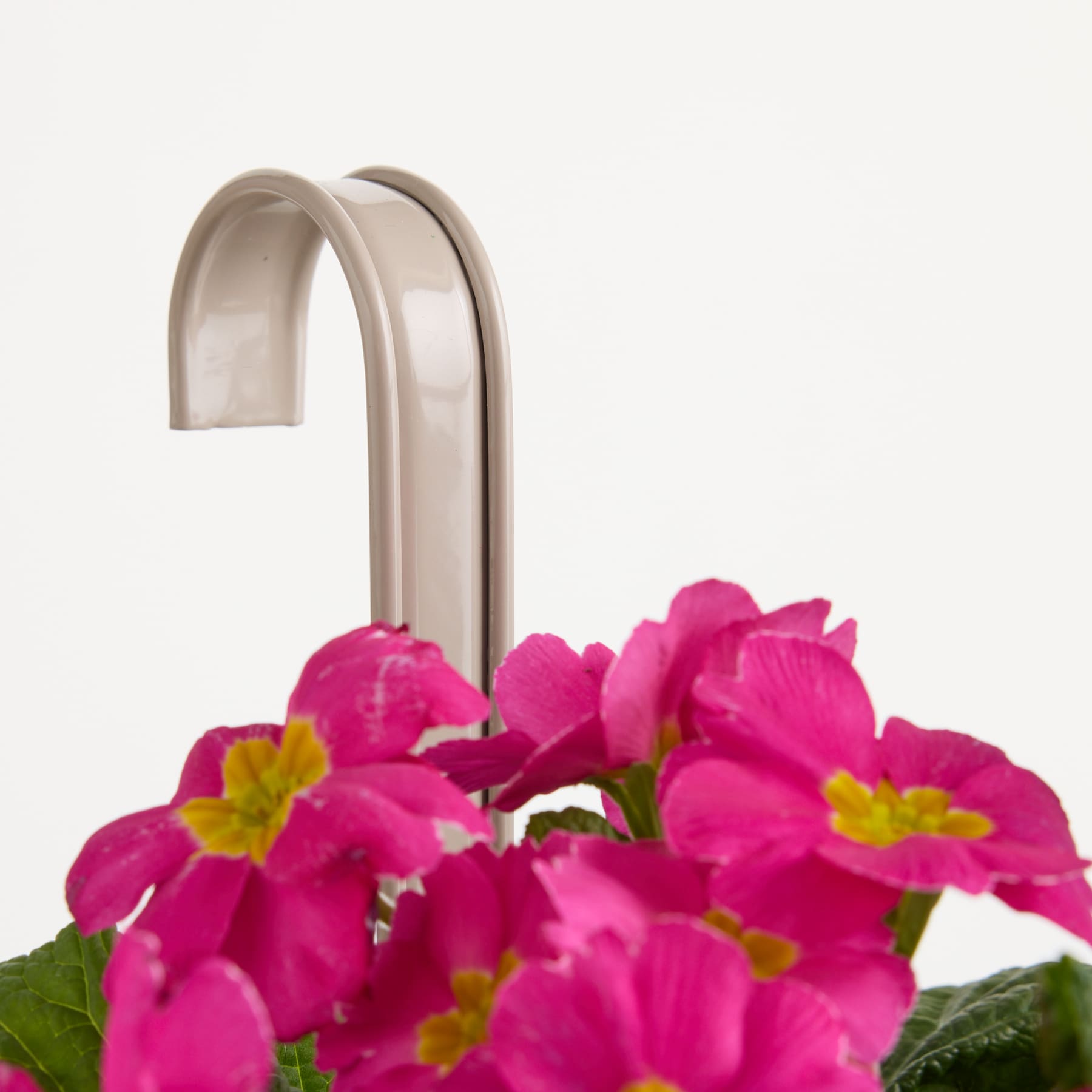 Im Vordergrund sind leuchtend rosa Primelblüten mit gelber Mitte angeordnet, die einen Kontrast zum schlichten weißen Hintergrund bilden.