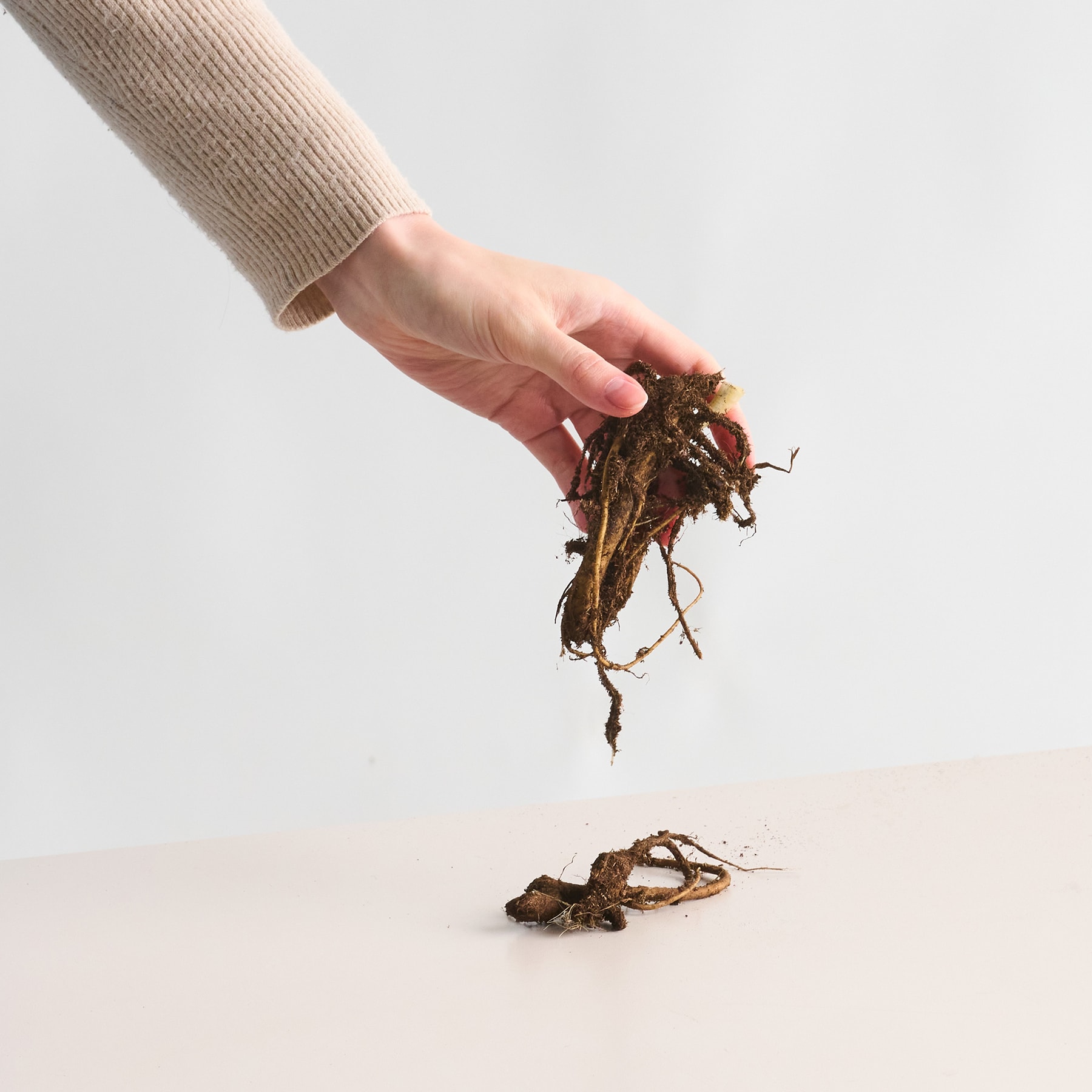 Eine Hand hält ein Bündel getrockneter Wurzeln oder Pflanzenteile auf einem schlichten weißen Hintergrund.