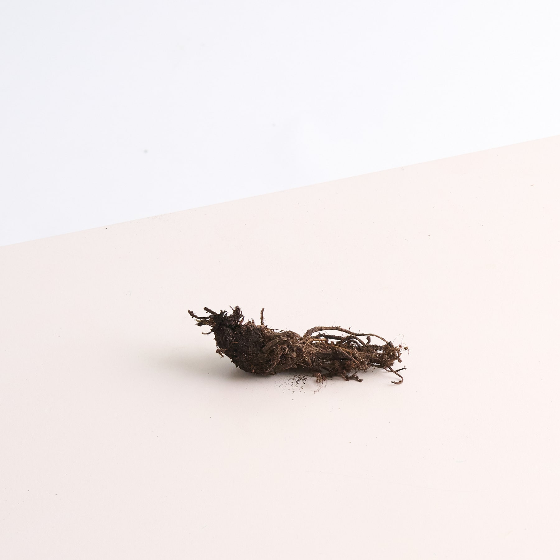 Ein verwittertes, verdrehtes Stück Holz oder Wurzel liegt auf einer schlichten, hellen Fläche vor einem schlichten, weißen Hintergrund.