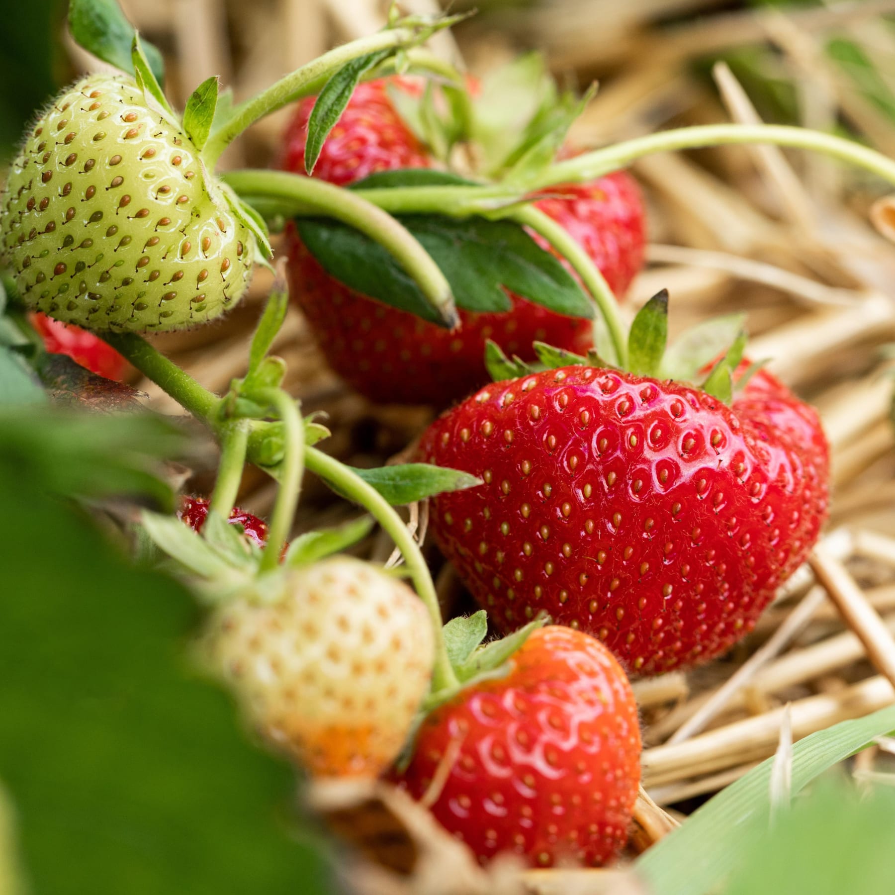 Üppige, reife Erdbeeren eingebettet zwischen grünen Blättern und unreifen Früchten, vor einem Hintergrund aus getrocknetem Stroh und Laub.