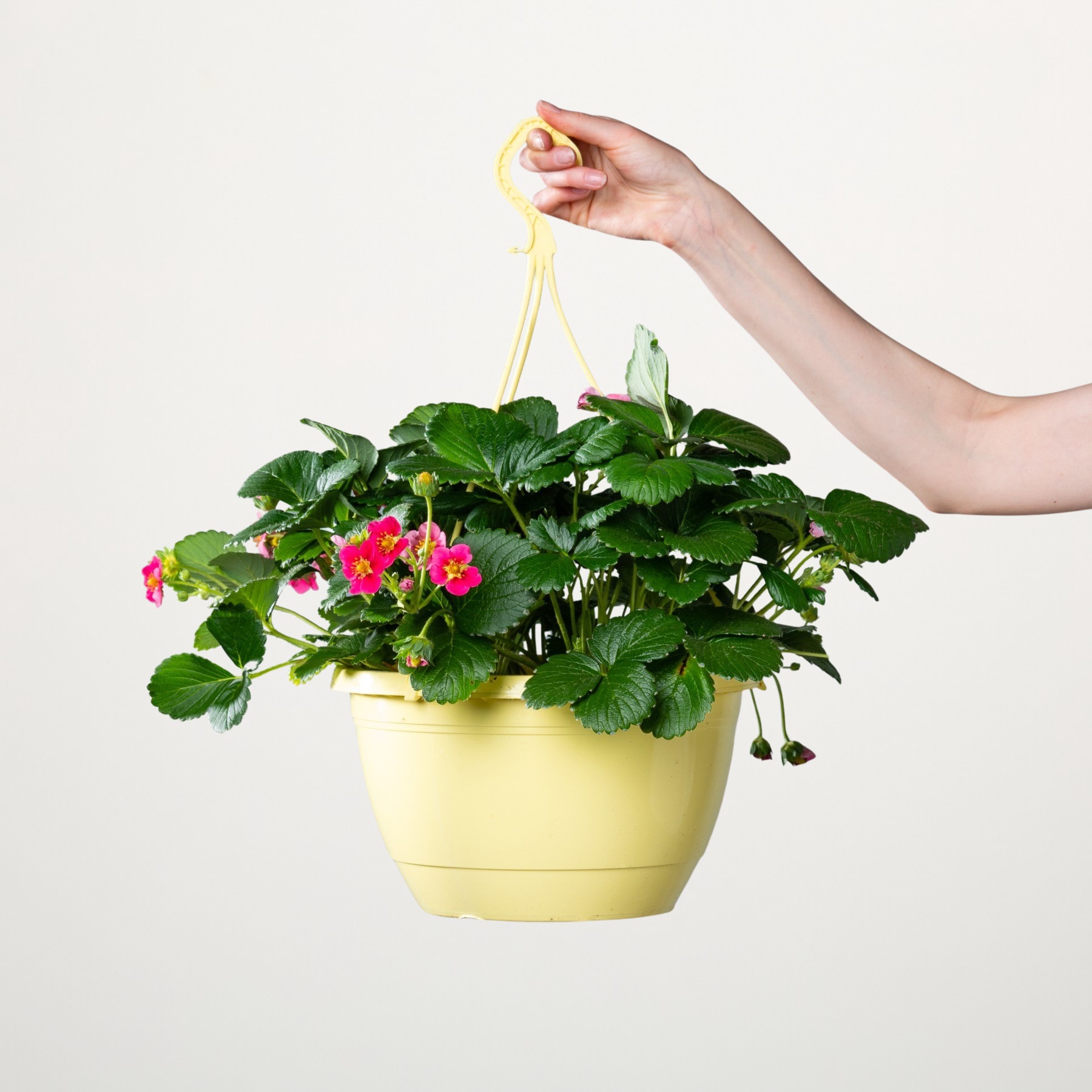Eine Hand hält eine Topfpflanze mit üppigen grünen Blättern und leuchtend rosa Blüten vor einem schlichten weißen Hintergrund.