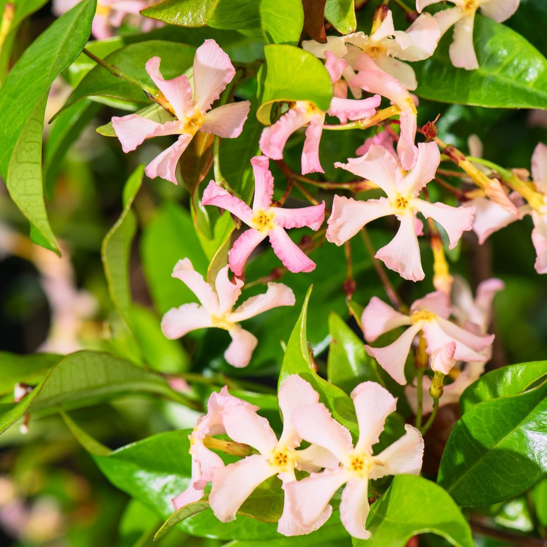Das Bild zeigt eine Ansammlung zarter, rosafarbener Blüten mit gelber Mitte, umgeben von üppigem grünem Laub vor einem unscharfen Hintergrund.