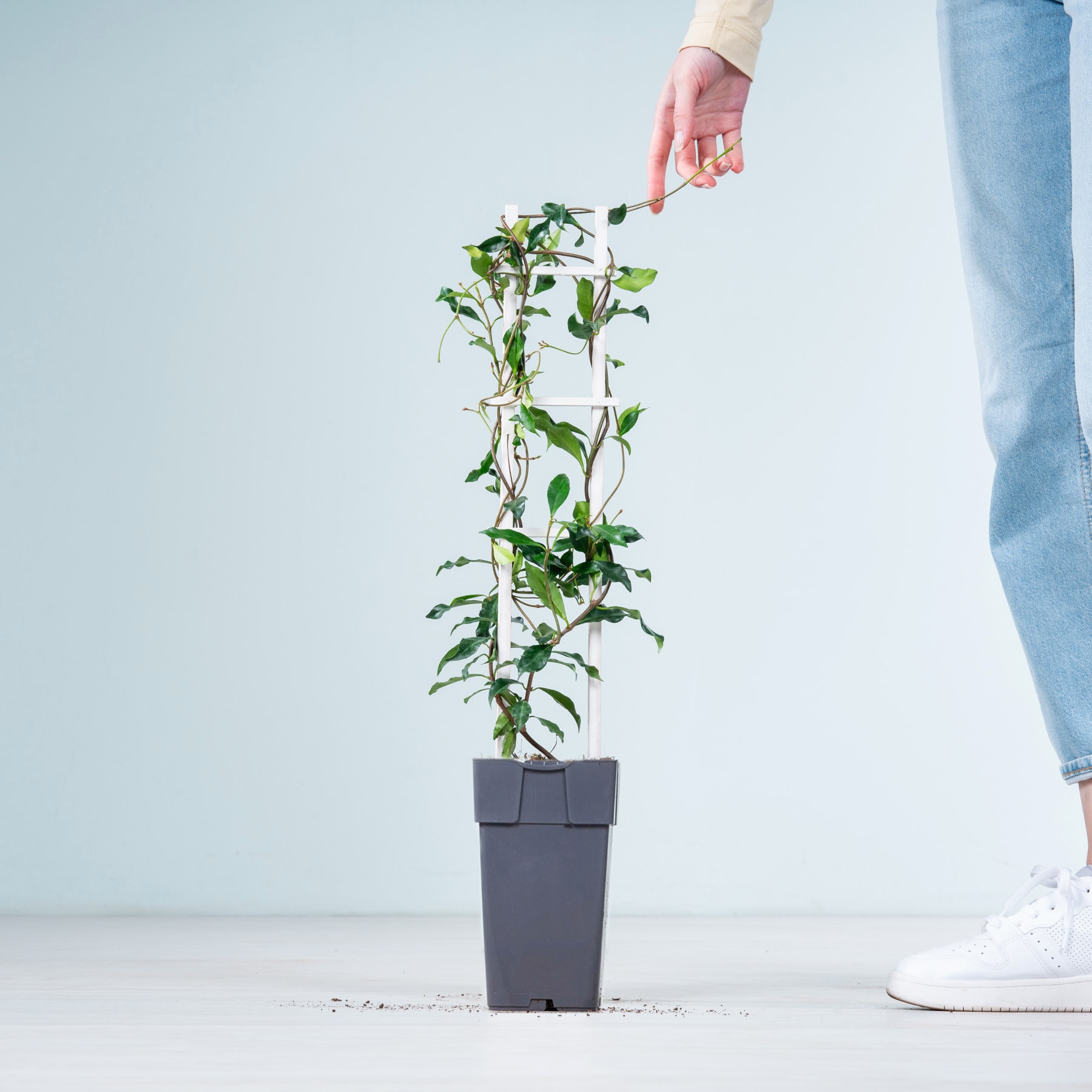 Vor einem schlichten, hellen Hintergrund streckt sich eine Hand nach unten, um eine kleine Topfpflanze zu gießen.