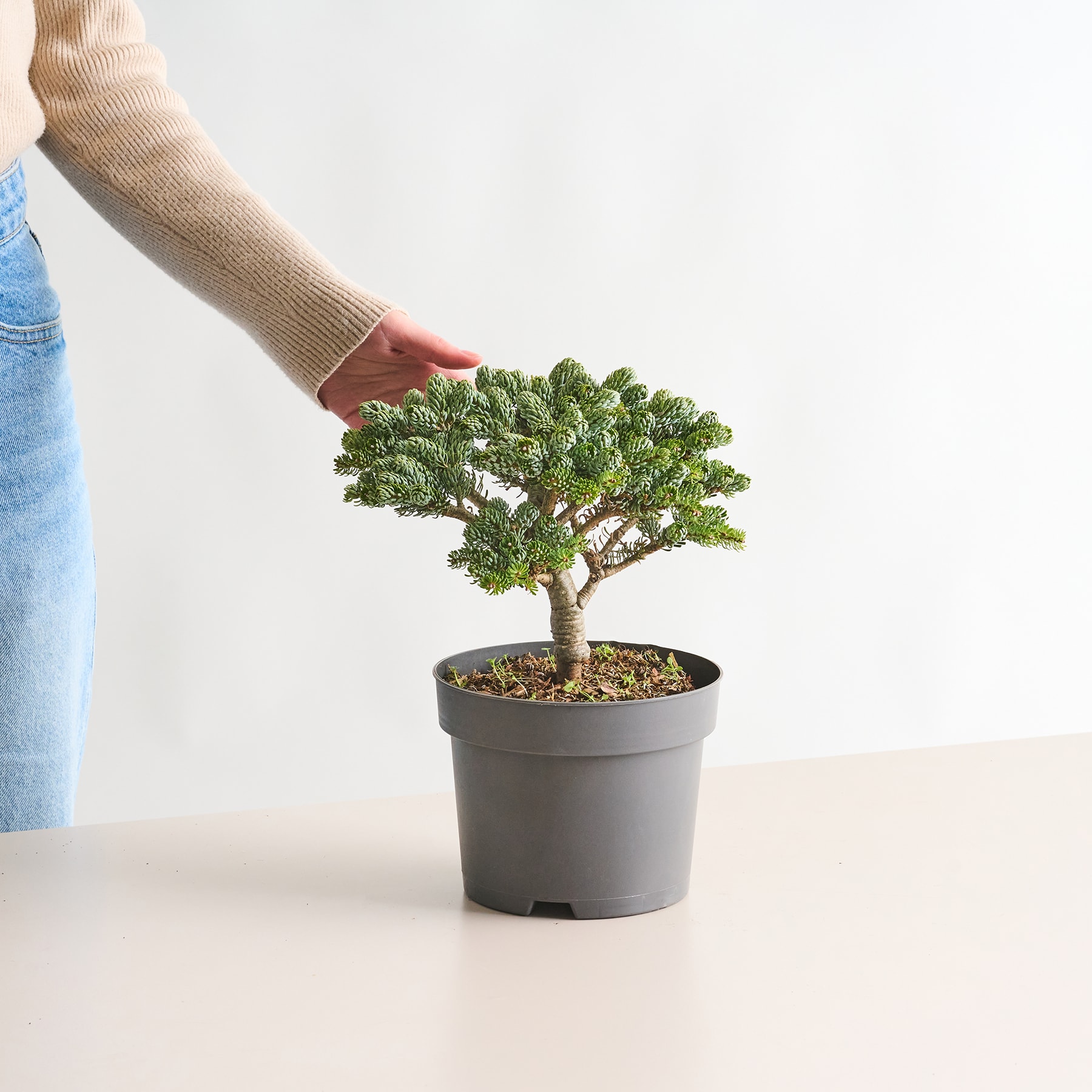 Ein kleiner Bonsaibaum im Topf mit üppigem, grünem Laub wird von einer Person in der Hand gehalten und steht vor einem schlichten weißen Hintergrund.