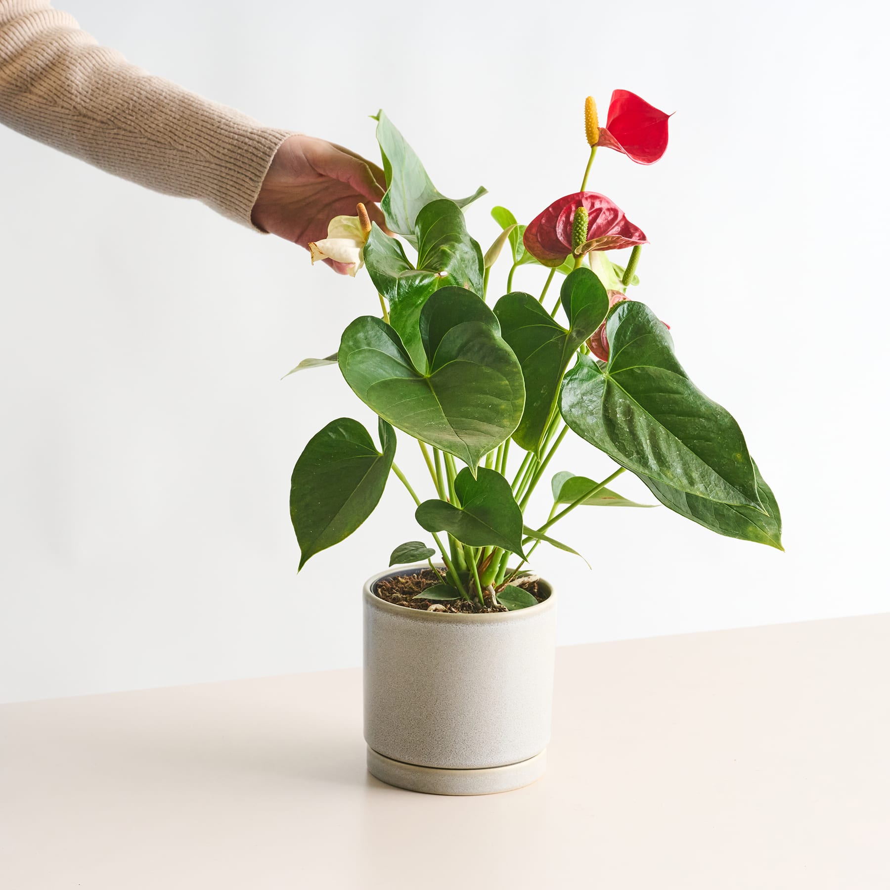 Eine Hand berührt sanft die Blätter einer Topfanthurie mit leuchtend roten Blüten vor einem schlichten weißen Hintergrund.