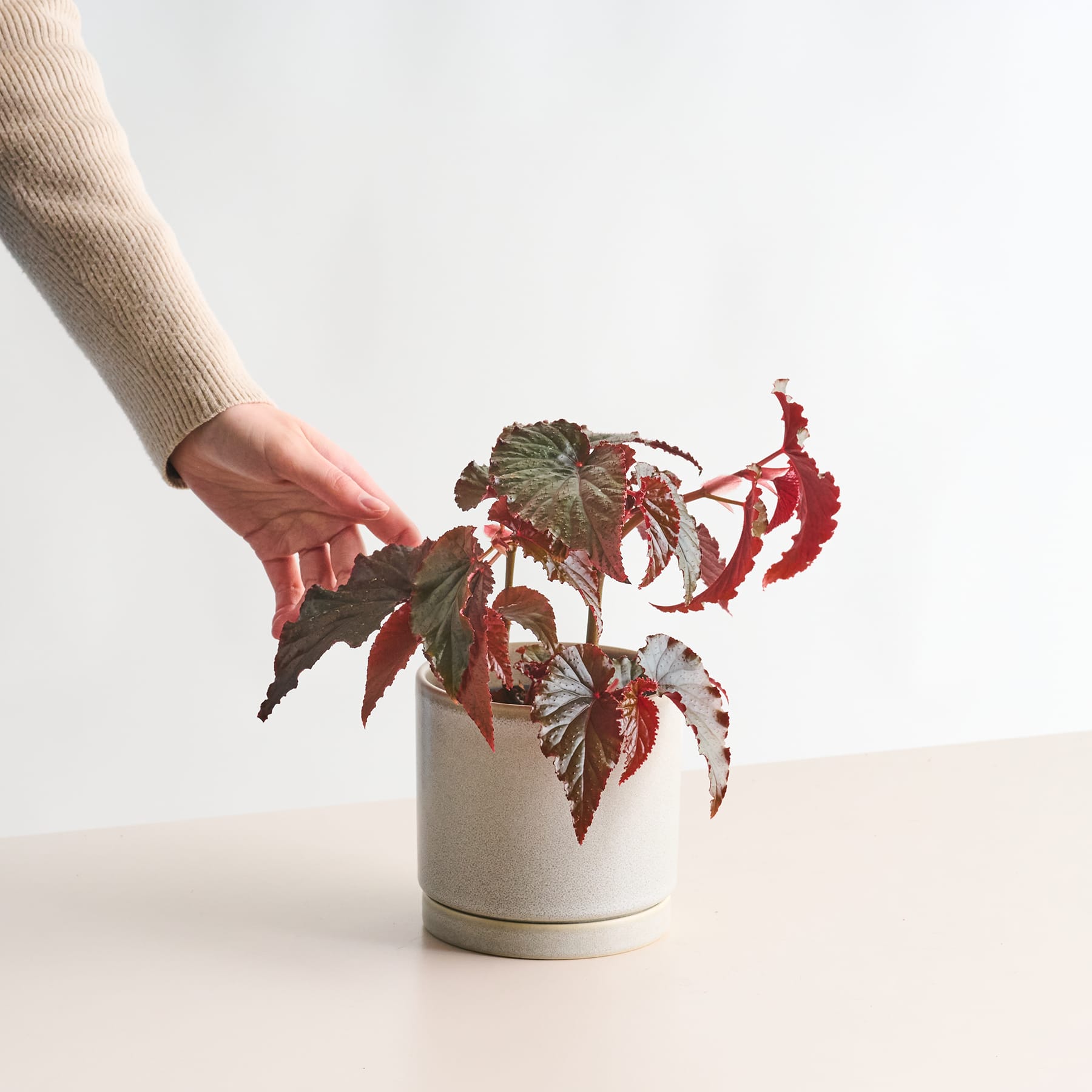 Eine Hand hält sanft eine Topfpflanze mit großen, leuchtend roten und grünen Blättern vor einem schlichten weißen Hintergrund.