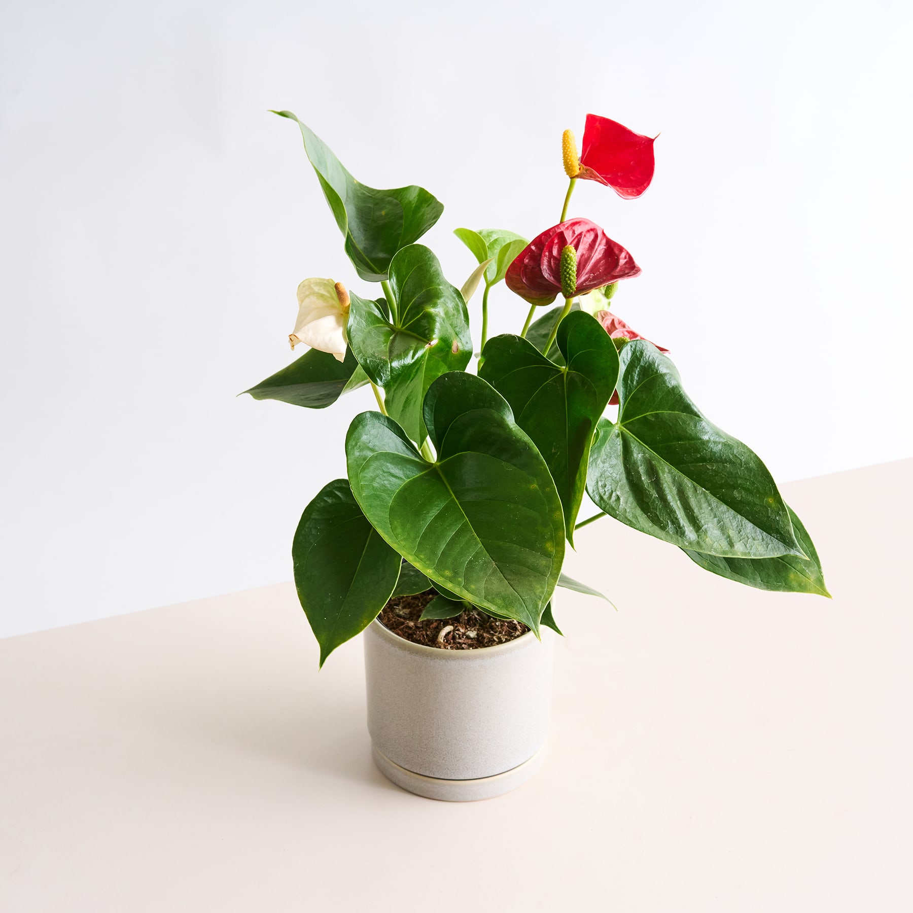 Eine Topfpflanze mit großen grünen Blättern und einer leuchtend roten Blüte steht auf einer hellen Oberfläche vor einem schlichten weißen Hintergrund.