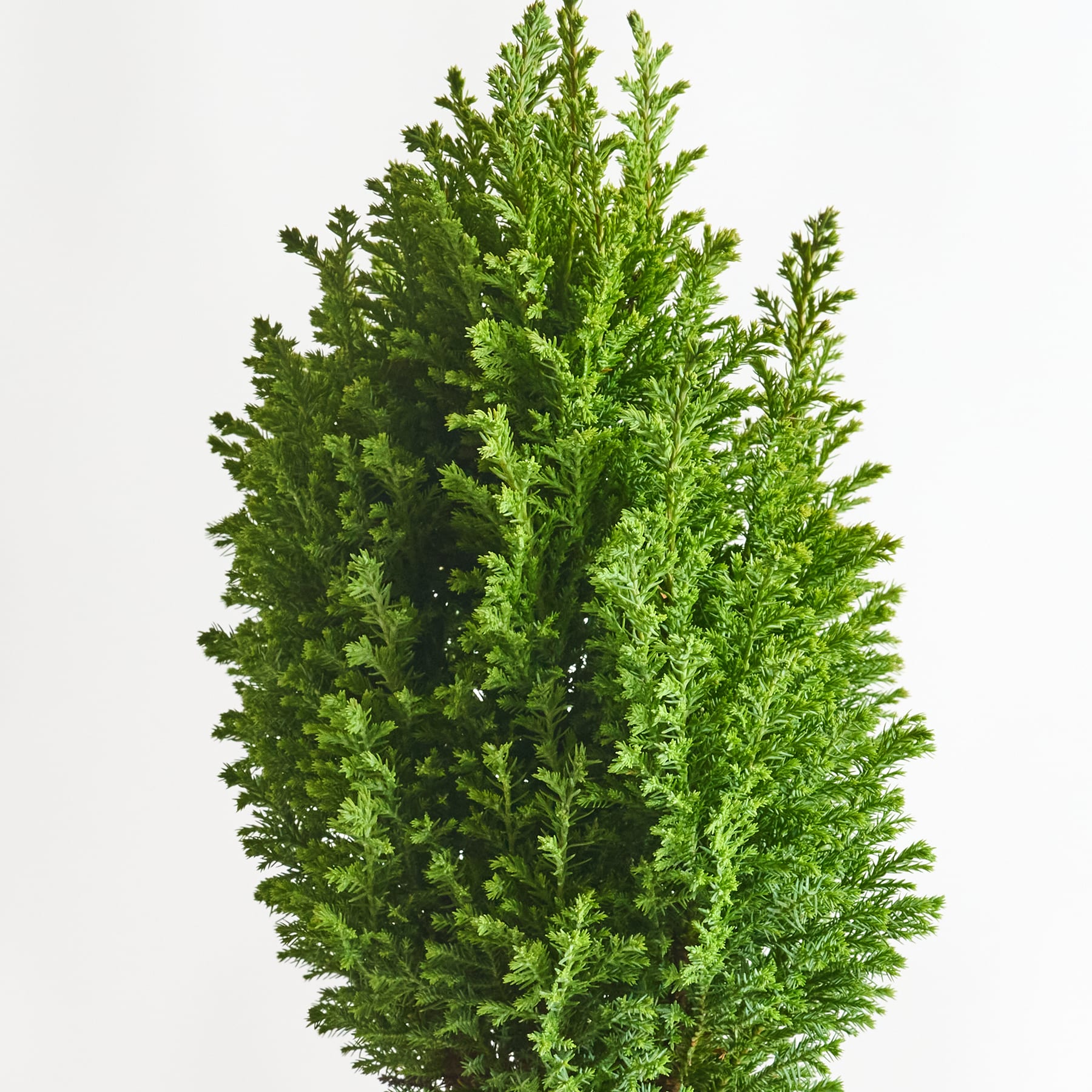 Ein üppiger, grüner immergrüner Baum mit dichtem, leuchtendem Laub steht vor einem schlichten weißen Hintergrund.