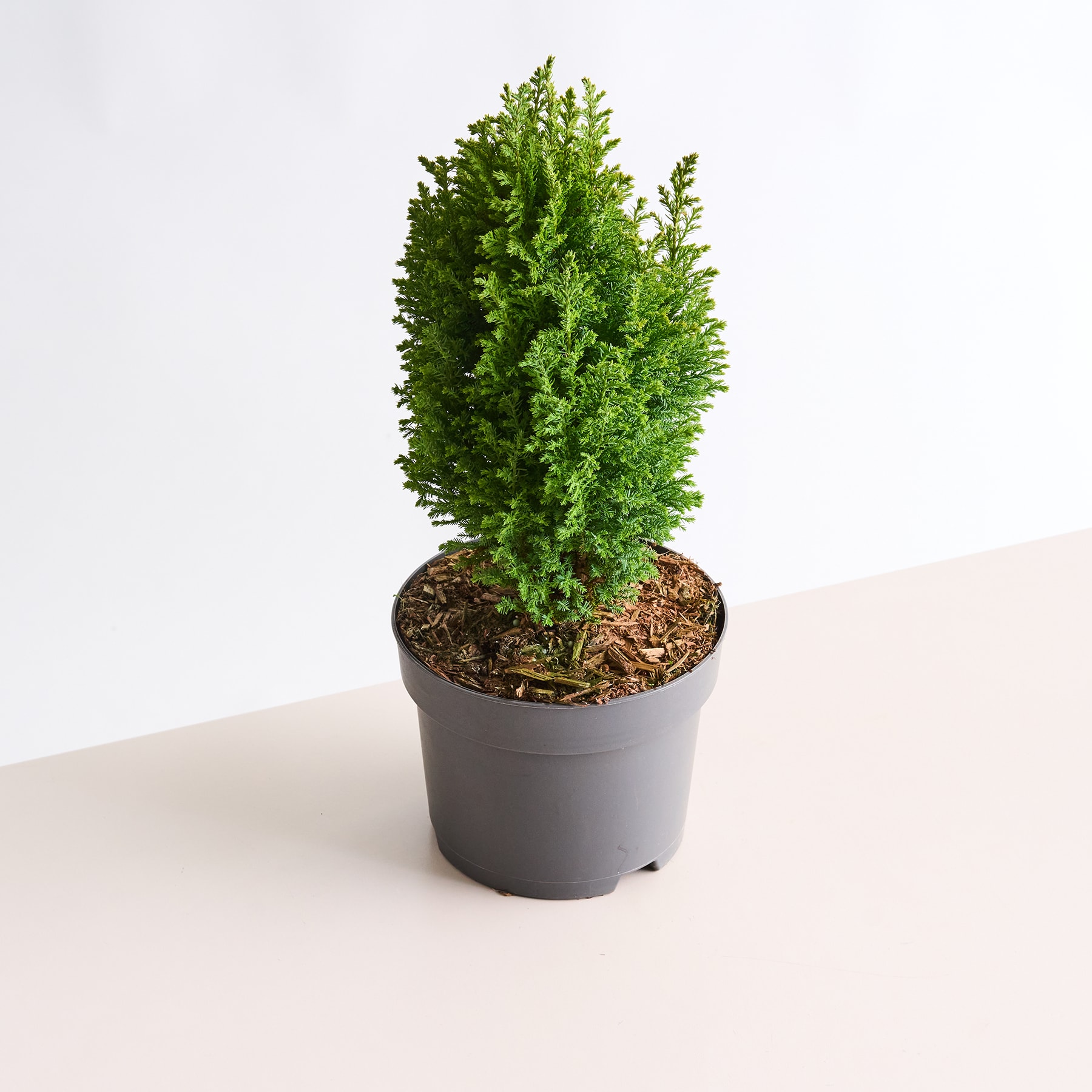 Eine üppige, grüne Nadelpflanze in einem schwarzen Topf steht auf einer hellen Oberfläche vor einem schlichten weißen Hintergrund.