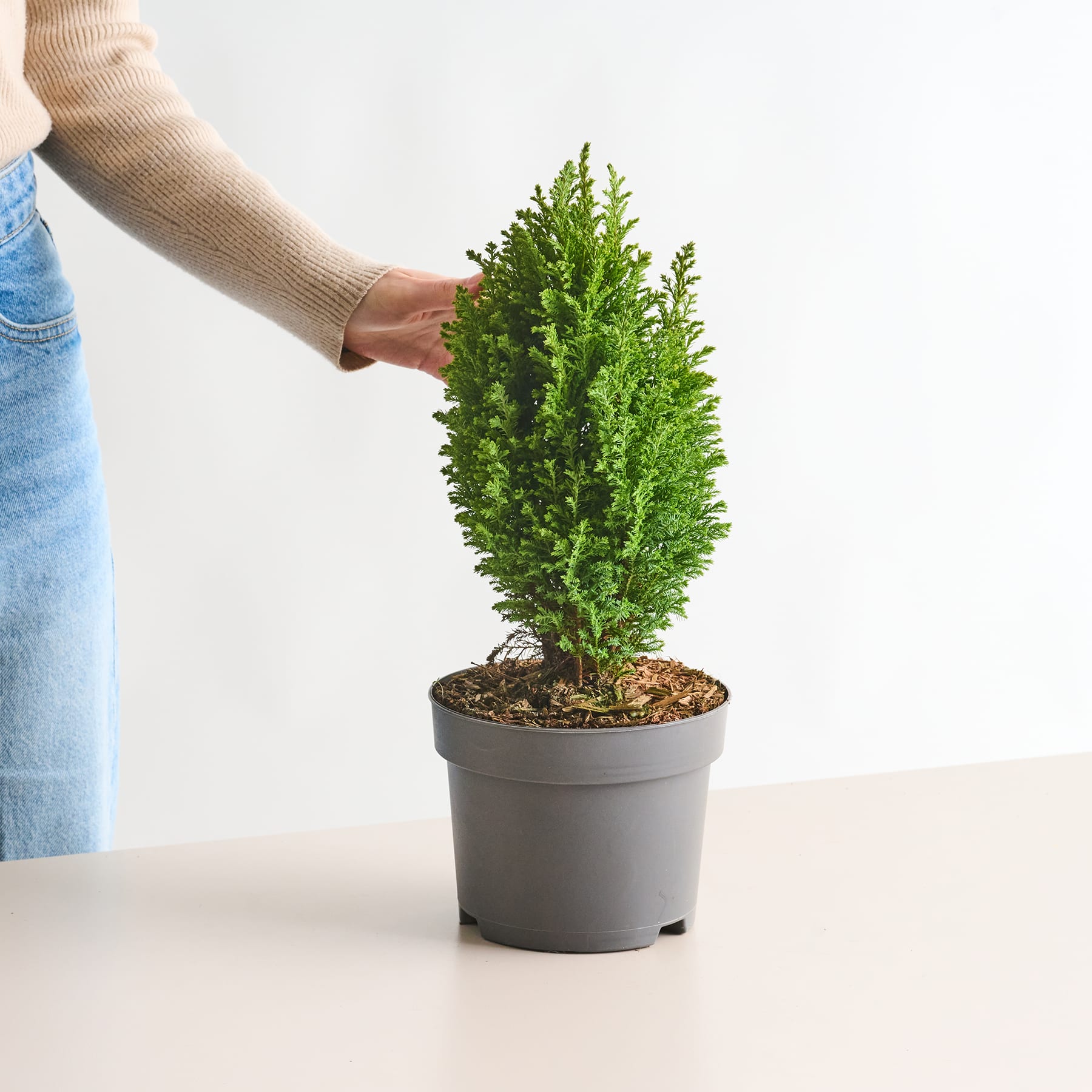 Die Hand einer Person hält eine immergrüne Topfpflanze mit üppigem, grünem Laub auf einem schlichten weißen Hintergrund.