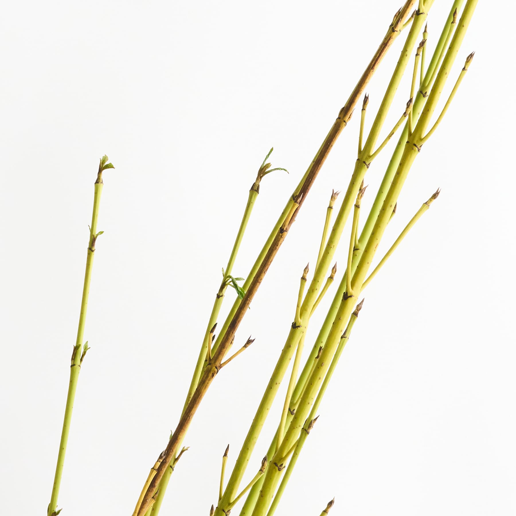 Leuchtend grüne und gelbe Stiele mit zarten Knospen vor einem schlichten weißen Hintergrund.