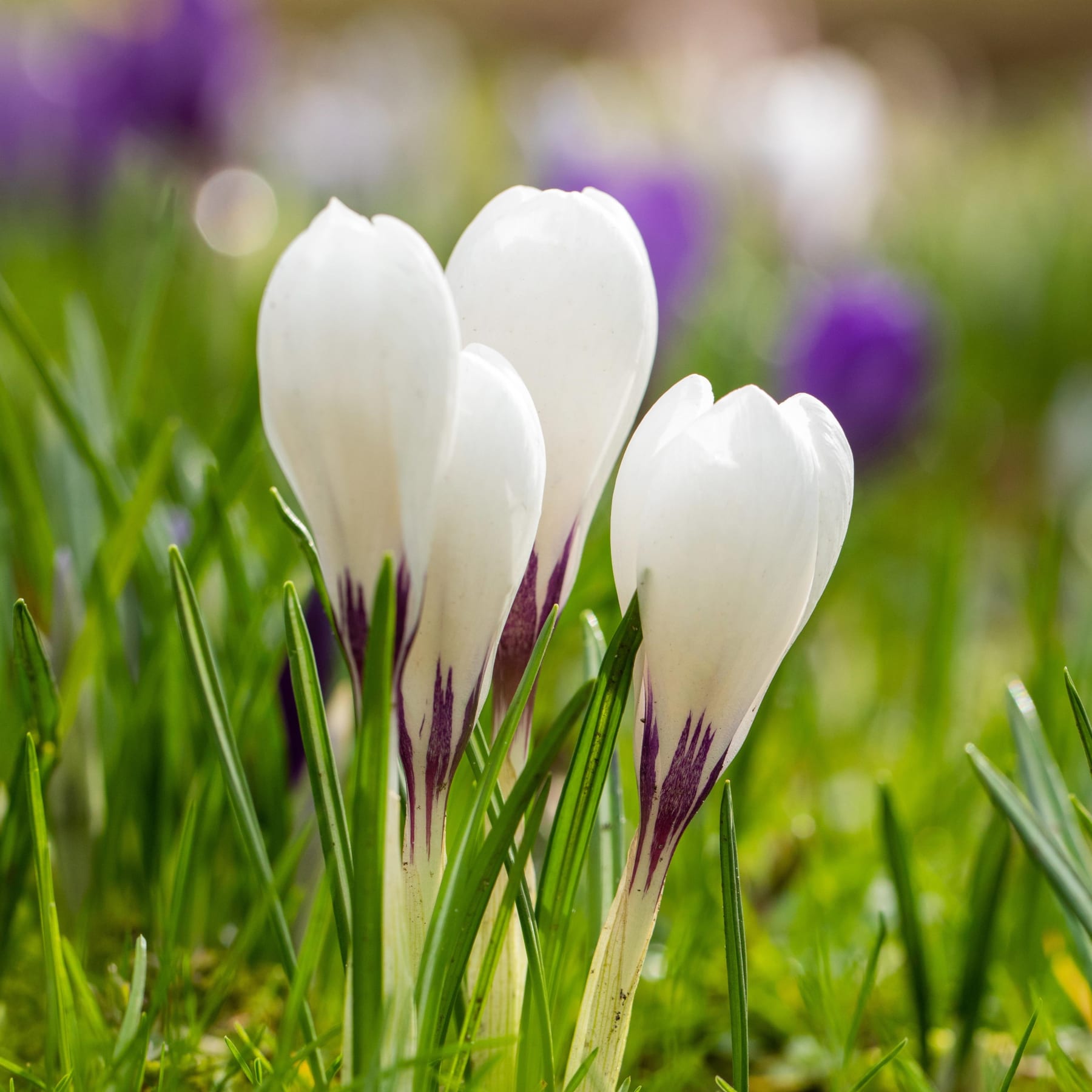 Zarte weiße Krokusblüten sprießen aus dem üppigen grünen Gras, und der verschwommene violette Hintergrund verleiht der Szene eine sanfte, verträumte Atmosphäre.