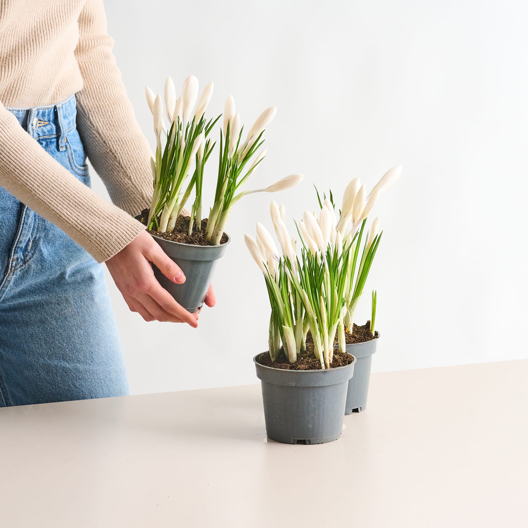 Das Bild zeigt zwei Topfpflanzen mit langen, schlanken grünen Stielen und flauschigen weißen Blüten auf einem Tisch vor einem schlichten weißen Hintergrund, wobei die Hände einer Person einen der Töpfe halten.