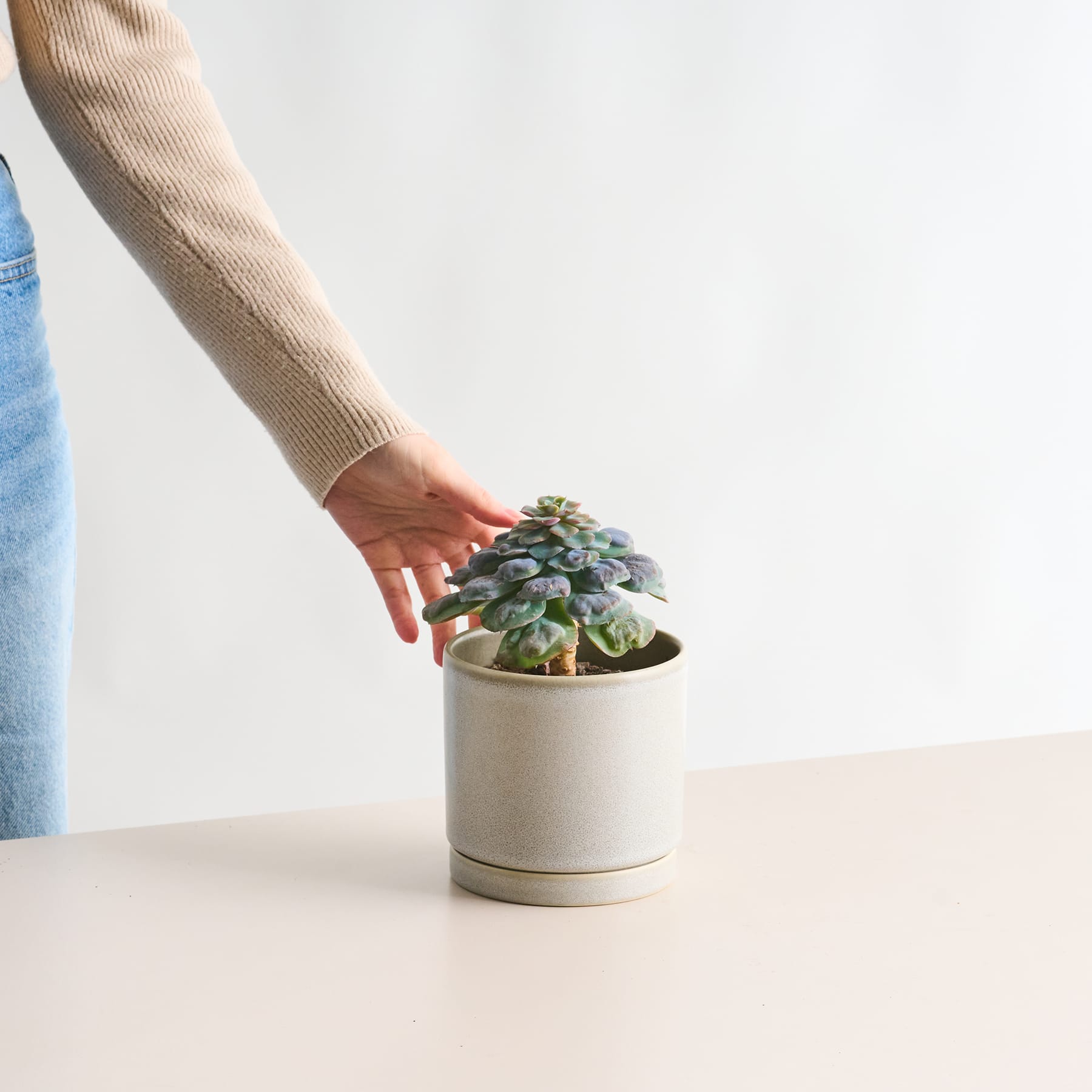 Die Hand einer Person berührt sanft eine Sukkulente im Topf, die vor einem schlichten weißen Hintergrund auf einem Tisch steht.