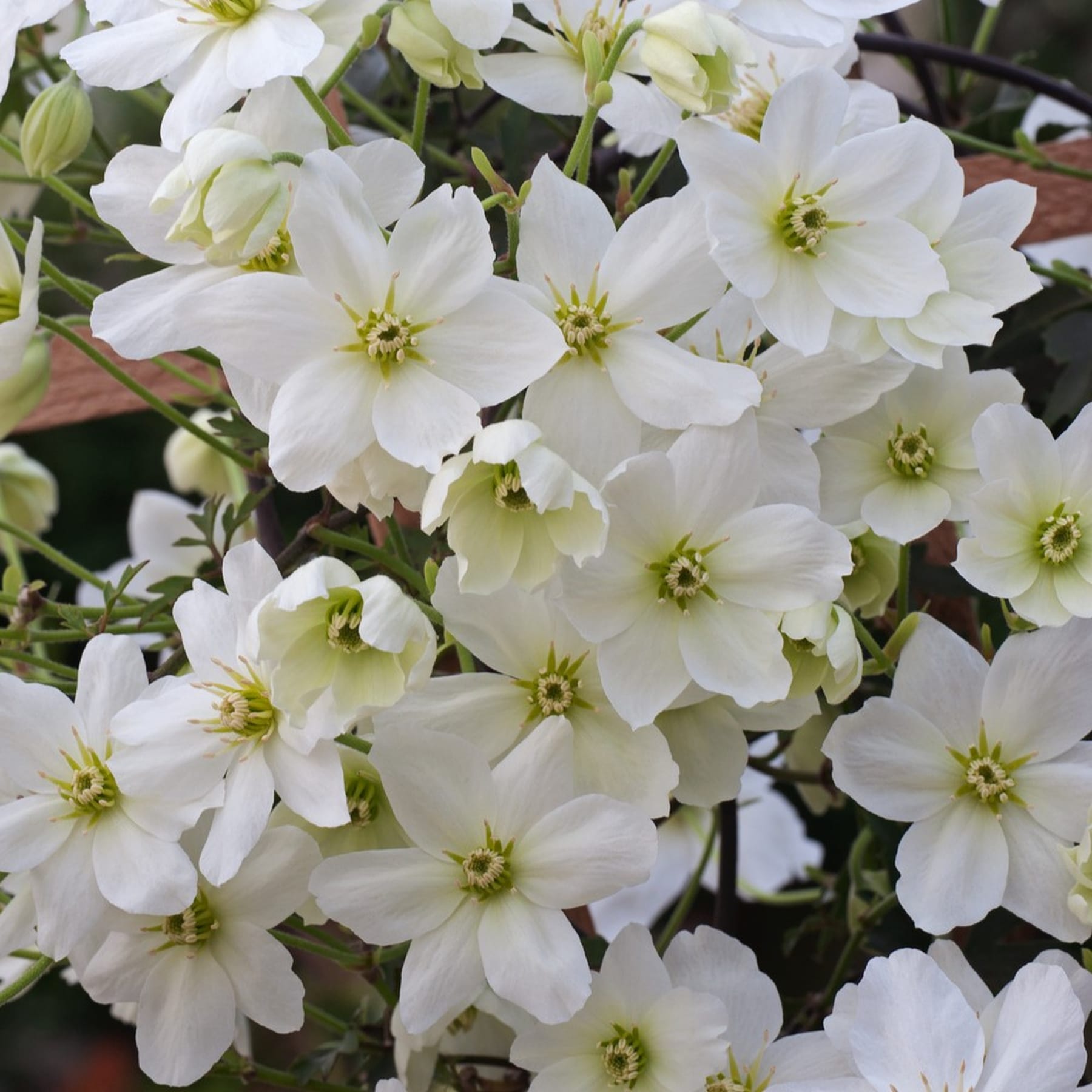 Das Bild zeigt eine Ansammlung zarter, weißer Blüten mit gelber Mitte, umgeben von üppigem Grün im Hintergrund.