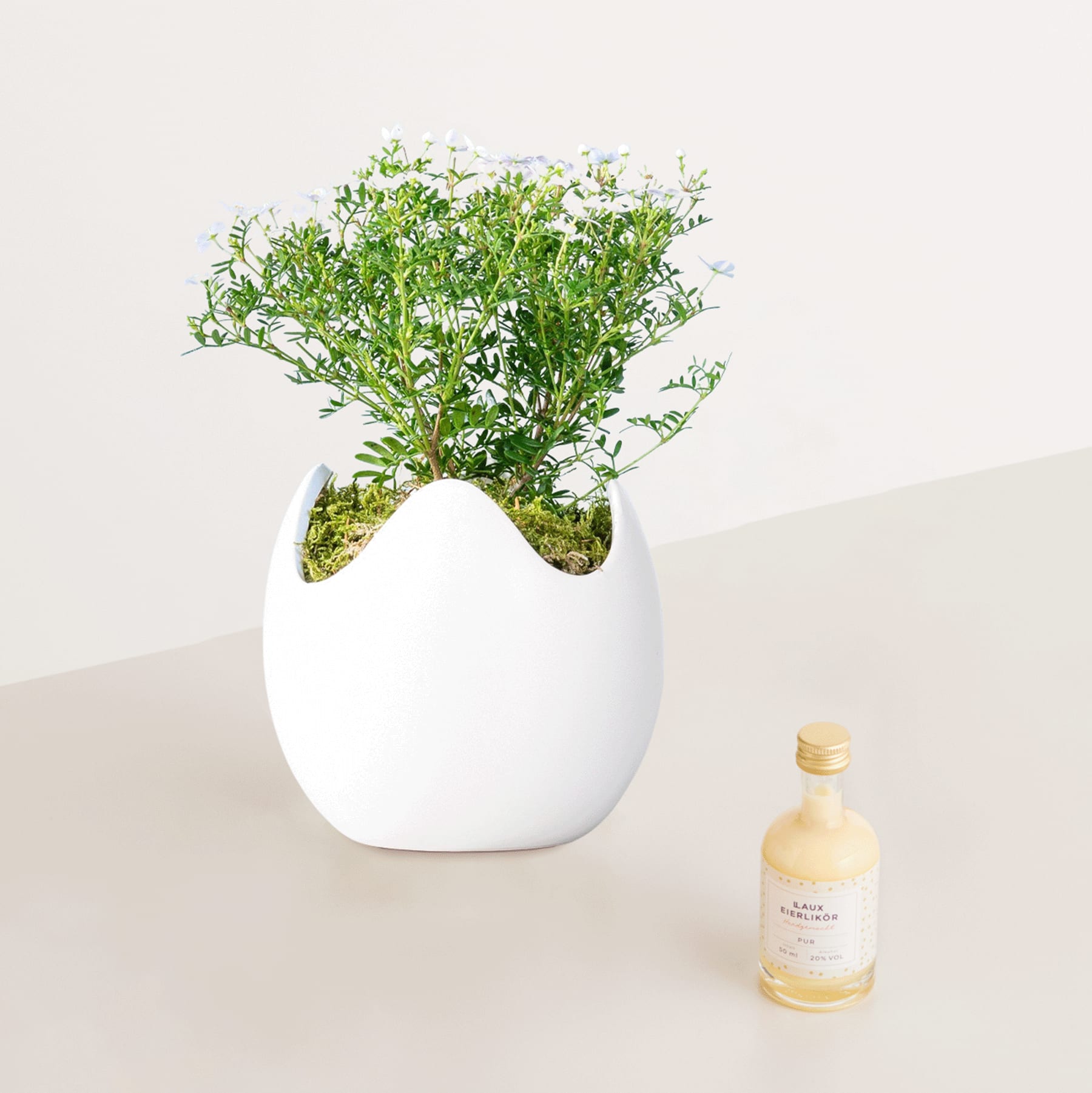 Eine weiße Keramikvase mit üppigem grünem Laub und kleinen weißen Blumen steht auf einer hellen Oberfläche, begleitet von einer kleinen Glasflasche.