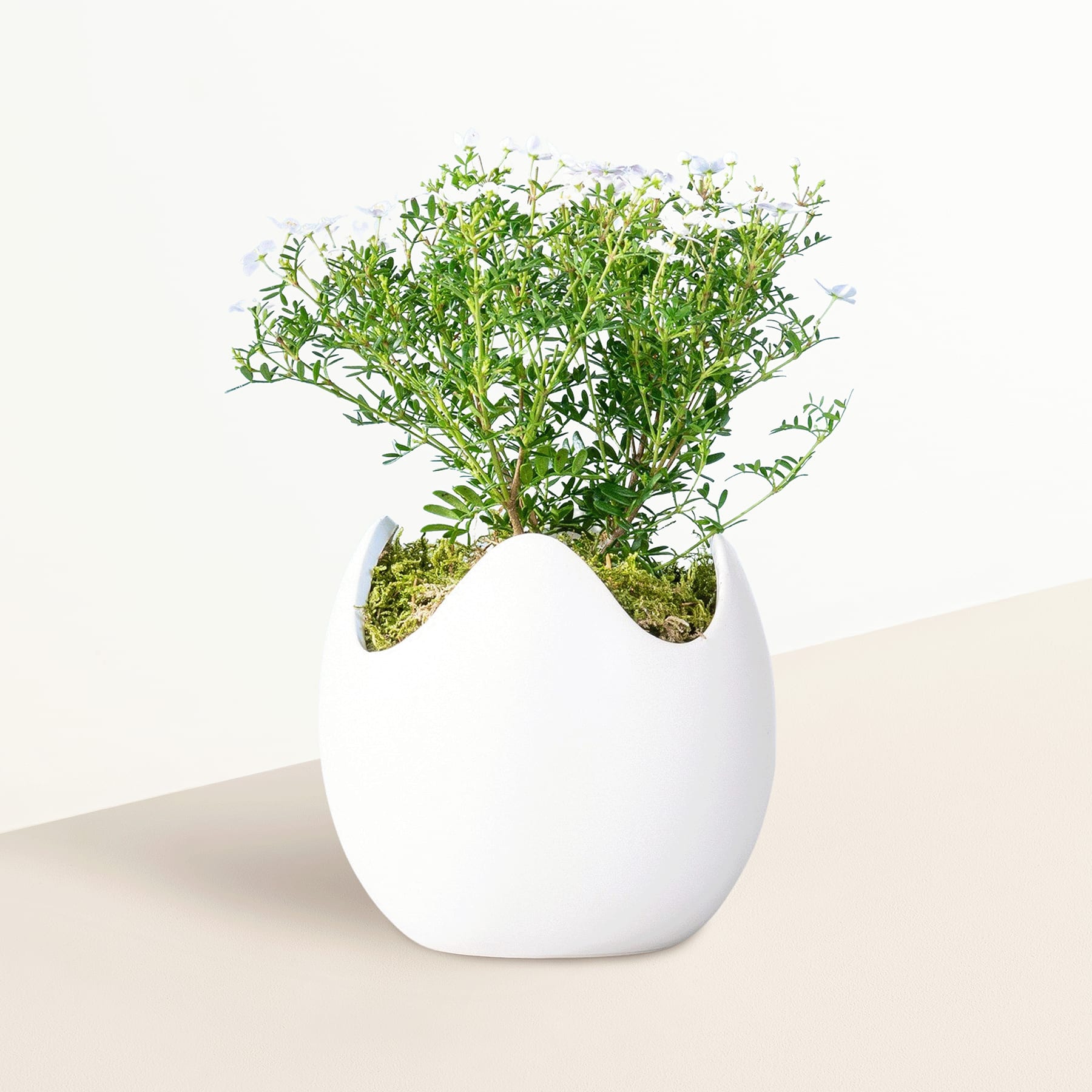 Eine weiße, eiförmige Keramikvase mit einem üppigen, grünen Arrangement aus kleinen weißen Blumen und grünem Laub steht auf einer hellen Oberfläche vor einem schlichten weißen Hintergrund.