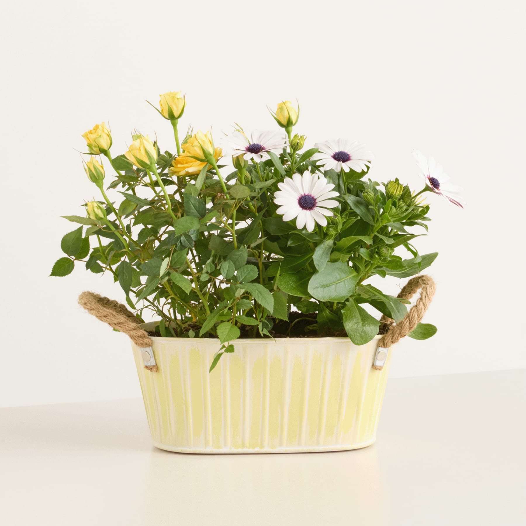 Ein farbenfrohes Arrangement aus gelben Rosen und violetten Gänseblümchen in einem gestreiften Keramiktopf vor einem schlichten weißen Hintergrund.