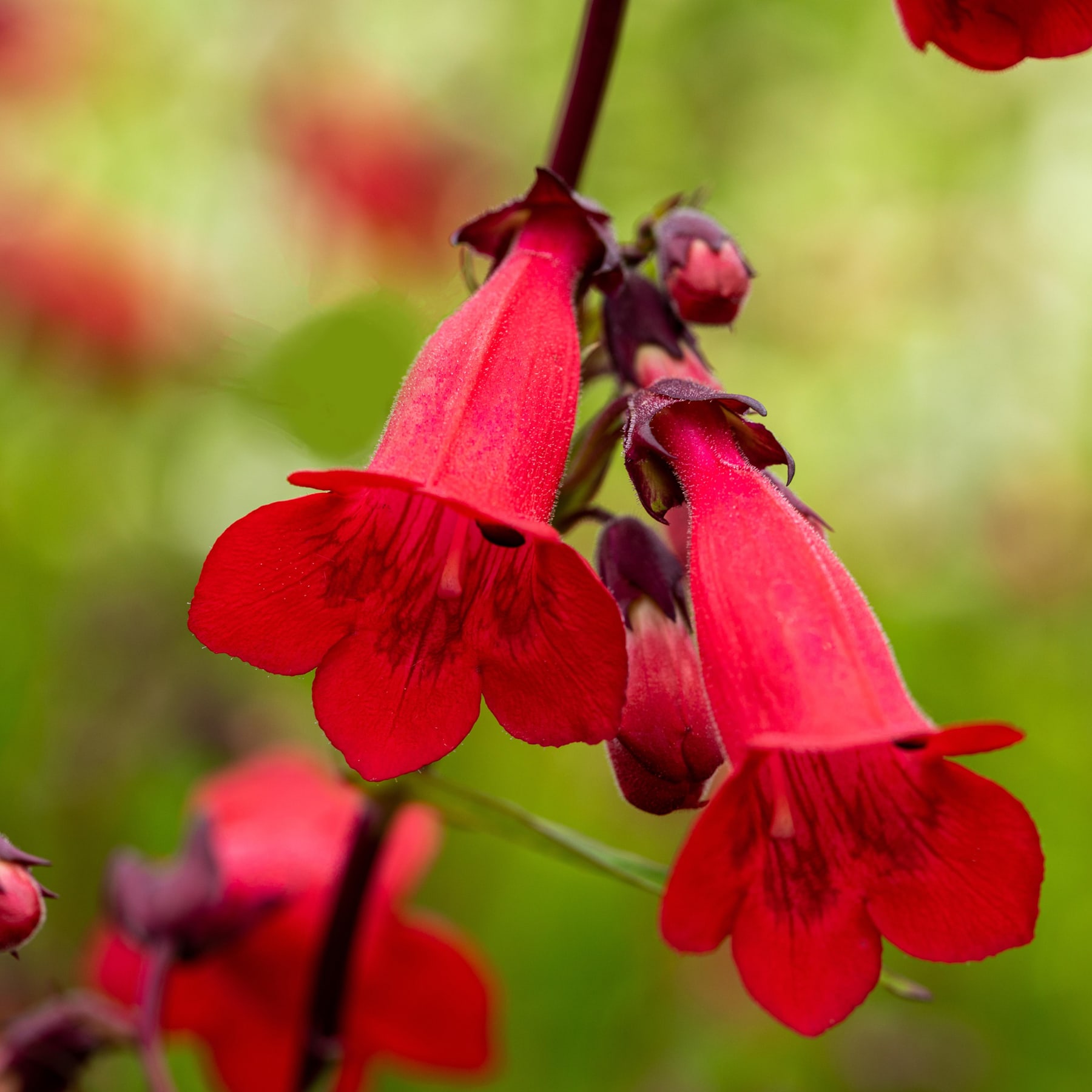 Leuchtend rote Blumen mit zarten Blütenblättern heben sich von einem verschwommenen grünen Hintergrund ab und schaffen eine optisch beeindruckende und natürliche Szene.
