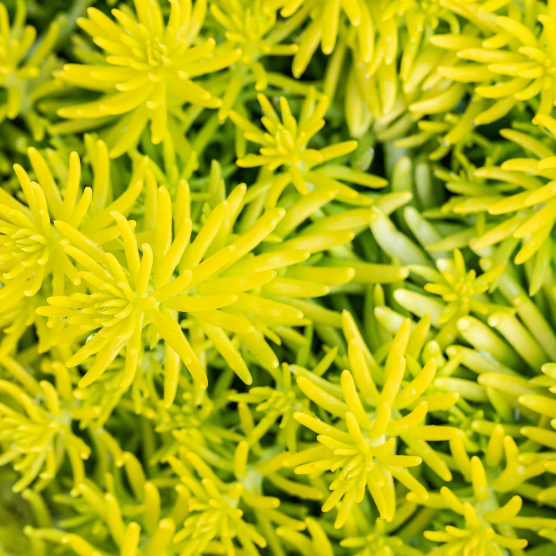 Das Bild zeigt eine Nahaufnahme leuchtend gelber Blüten mit zarten, sternförmigen Blütenblättern, umgeben von üppigem grünem Laub.