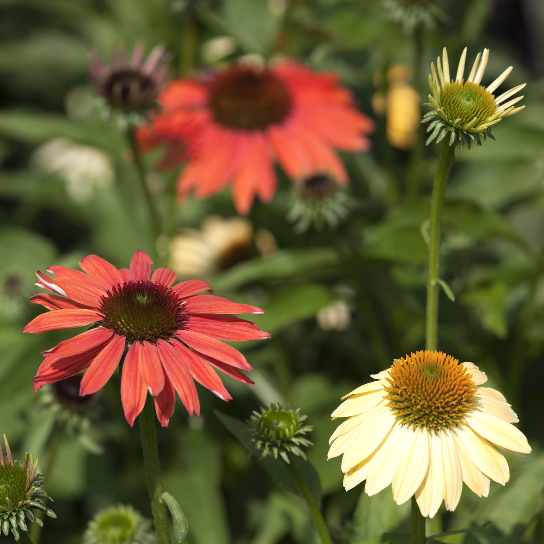 Leuchtend rote und gelbe, gänseblümchenartige Blüten blühen inmitten üppiger grüner Blätter und schaffen eine bezaubernde Naturkulisse.