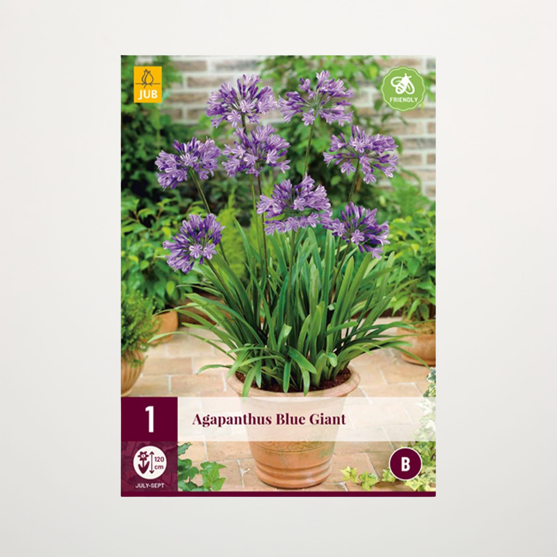 Das Bild zeigt eine Topfpflanze mit leuchtend violetten Blüten, umgeben von üppigem Grün in einer Gartenumgebung mit einer Backsteinmauer im Hintergrund.