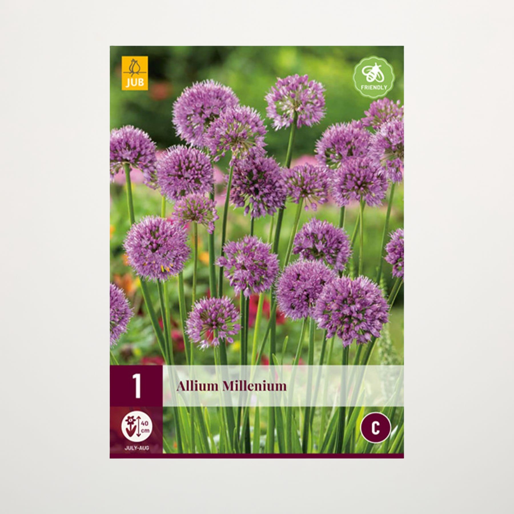 Das Bild zeigt eine leuchtende Pracht violetter Alliumblüten, deren kugelförmige Blüten sich vor einem üppigen grünen Hintergrund abheben.