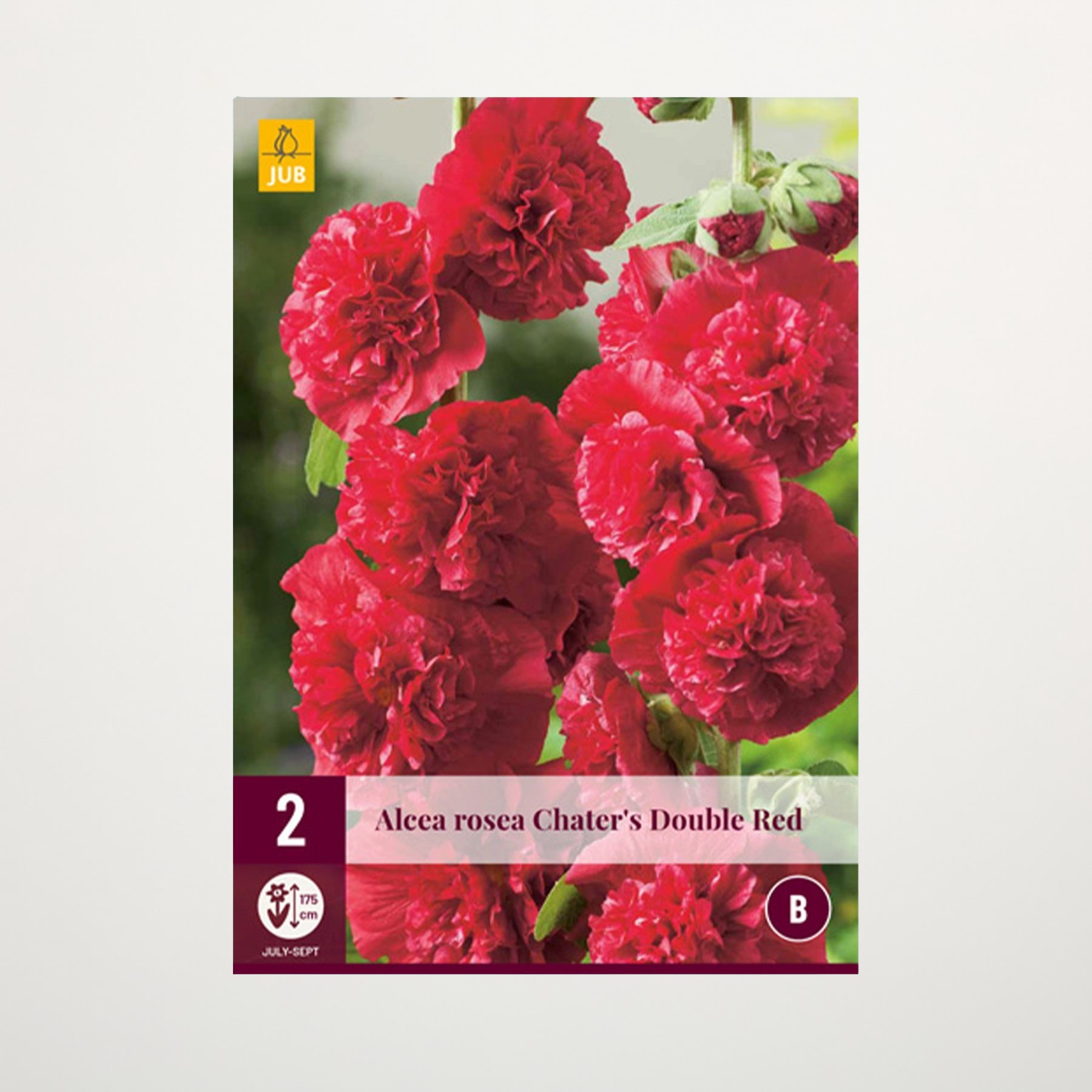 Leuchtend rote, nelkenartige Blüten mit üppigem grünem Laub im Hintergrund.