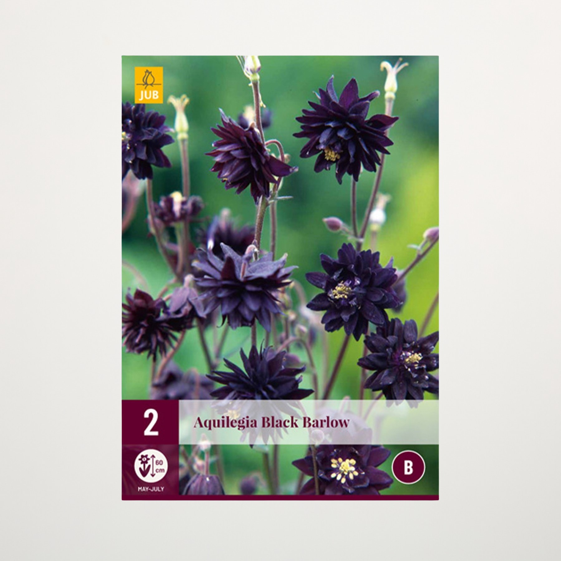 Das Bild zeigt eine Nahaufnahme mehrerer dunkelvioletter, fast schwarzer Aquilegia-Blüten vor einem unscharfen grünen Hintergrund.